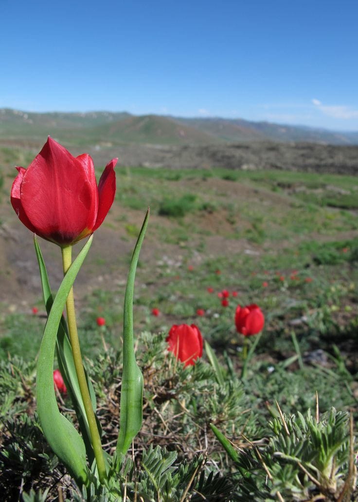 Good morning Afghanistan صبح بخیر افغانستان بزن باران، بهاران فصل خوبی است...