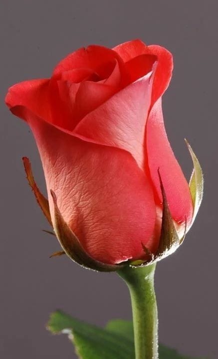 Good morning Afghanistan صبح بخیر افغانستان @[1062599185:2048:Susan Aumack]
