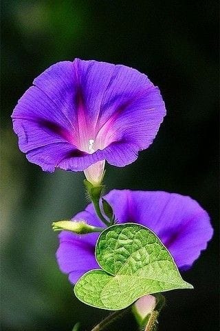 Good morning Afghanistan صبح بخیر افغانستان