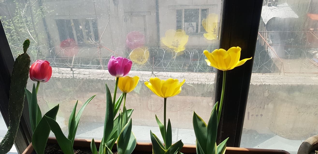 Good morning Afghanistan صبح بخیر افغانستان دلم برای گلهای لاله‌ام تنگ شده، اینبار به مسئولین میدان هوایی کابل میگم در زیر قلب کابل، اونجا که نوشته کردند I ❤️ Kabul گلهای لاله کشت کنند. تا در بهار گلهای لاله موج بزند. - تو زبان عشق مرا بلدی؟ از کجا می‌دانی زبان من در چشمهایم است؟ درست فهمیده‌ام زبان عشق تو در گوشهایت است؟ باید بیشتر با هم صحبت کنیم، قصه و افسانه ببافیم، راست و دروغش مهم نیست، مهم این است که در این سرمای وحشتناک عشقی، این قصه بافتن‌ها ما را گرم نگه میدارد، اگر نه یخ زدنمان حتمی است. بیا با هم لاله بکاریم. من شعر می‌خوانم، تو گوش کن، تو هم آنها را برایم رنگاوارنگ کن تا تماشایی شوند. از گلفروش لاله رخی، لاله می‌خرید می‌گفت بی تبسم گل، خانه بی صفاست گفتم صفای خانه کفایت نمی‌کند باید صفای روح بیایی که کیمیاست. من گل لاله 🌷 را دوست دارم. ❤️