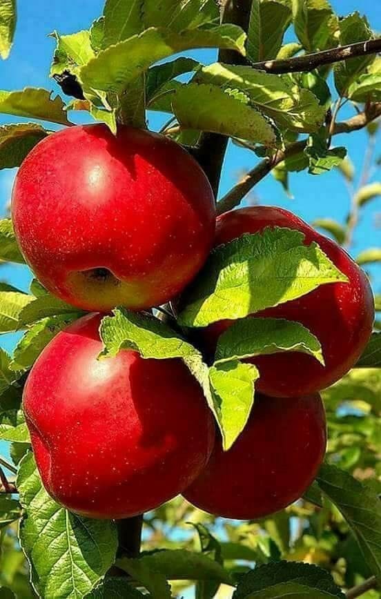 Good morning Afghanistan صبح بخیر افغانستان زندگانی سیبی است، گاز (چَک) باید زد با پوست.... امیدوارم وقتی این عکس را می‌بینید، روز قبل‌اش از دِهمَزَنگ یا دِهبُوری یا علاءالدین یا دارالامان یا پل سوخته یا کوته سنگی یک سیر کابل(هفت کیلو) سیب ارزان و آبدار و خالص وطنی خریده باشید، یک خلته سیب خوب را، در این فصل، ۱۵۰ روپه هم می‌دهند. پیسه‌اش را از کجا کنیم؟ من عقیده دارم پیسه دو قسم است. ۱. پیسه‌ای که با شوق برای خودت و فامیل‌ات خرج میکنی، ۲. پیسه‌ای که با حسرت فیس داکتر و دوا و گولی و شربت را باید بدهی. اصل پیسه درآوردن را میگی؟ آن شعر سعدی را زمزمه میکنیم که: یکی روبهی دید بی دست و پای، جواب این سوال را هنوز خیلی از استادهای من هم نداده‌اند، چون واقعا جوابی ندارد. خدا به نحوی روزی رسان است. خب، بهرحال اگر در مسیر بامیان و میدان شار و دایمیرداد حرکت می‌کنید، اونجا دیگه جای سیب است. برایم سوغات بیارید. دوبرابر پیسه میتم. ۳. امیدوارم وقتی سیبی را در دست می‌گیرید و چَک (گاز) می‌زنید، دستهایتان را پُر، دندان‌هایتان را محکم، دهانتان را پر آب و چشم‌هایتان را براق و اخلاقتان را نیکو بیابید و در کارهای خانه همراه همسر گرامی کمک کنید و شب کاری کنید که صبح به زور از خواب بیدار شوید. آش و لاش و سنگین خواب بروید. ۴. دارم Data science می‌خوانم. یک اپلیکیشن نصب کردم، تعداد دفعاتی که آب می‌خورم، نان می‌خورم و تشناب شماره ۱ و ۲ میکنم، تعداد قدمی که برمی‌دارم و واجبات و مستحبات را اجرا میکنم ثبت می‌تواند. حالا میبینم در وقت بیکاری هم خیلی کارها دارم انجام می‌دهم. این جمعه و شنبه و یکشنبه را ما برای خود درست کرده‌ایم، خورد و خوراک و خواب و خشم و شهوت، جمعه و شنبه سرش نمی‌شود، در برابر زندگی، باید تمکین کرد. اگر ما آگاهانه قدم برداریم، آگاهانه نفس بکشیم، آگاهانه بخوابیم و بیدار شویم، دیگر آن آدم روزمره‌ی بی انگیزه‌ی سابق نیستیم. ۵. آنقدر که از عملکرد روده و شکم لذت می‌برم، آنقدر که از چک زدن سیب لذت می‌برم، از خیلی چیزهای دیگر لذت نمی‌برم. گور مرده بچه حاکم. اهمیت و اولویت بندی واقعی کارهای من، برای خودم جالب بود. ۶. نوشته بودند اگر قرار باشد به یک جزیره تک و تنها بروید، چه کسی را با خود می‌برید؟ من بعد از دیتاساینس خواندم فهمیدم دلم می‌خواهد چندین نفر را با خود ببرم که کمکم کنند تنها باشم! و من هم به آنها کمک کنم که اونا تنها باشند. ما بزرگترین دشمن تنهایی خویش هستیم. من به تنهایی، نمی‌توانم تنها باشم. خودم را زده و زخمی میکنم. باید دست و پای افکارم را بگیرند و مثل دیوانه‌ها بسته‌ام کنند. شبیه مشت حسن در فیلم گاو. تنهایی چیز خوبی است. تنهایی فرصتی برای شکوفایی است. من تنهایی‌هایم را دوست دارم. ❤