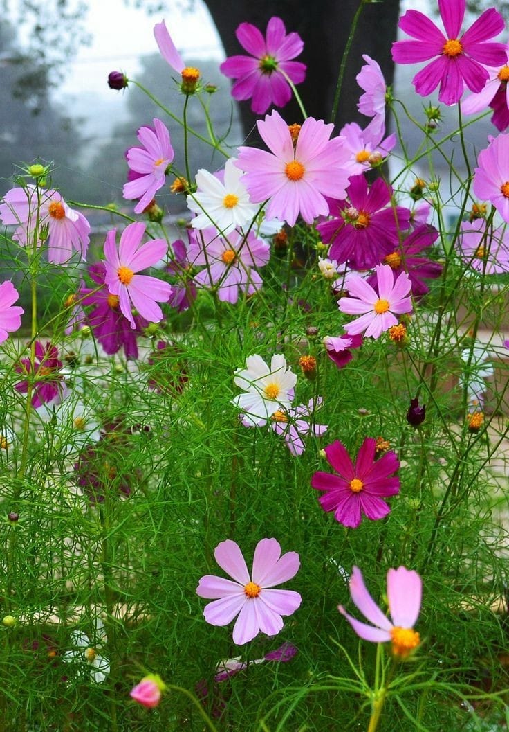 Good morning Afghanistan صبح بخیر افغانستان اسم این گل، گل ستاره‌ای است، Garden Cosmos 😉 مریض شدم، شفاخانه رفتنی استم. سیستم میستم بهم ریخته. دعای شما و دوای داکتر و ورزش صبحگاهی، دیدن یکی دوتا رفیق جانی و قصه‌های زندگانی. یا حق.