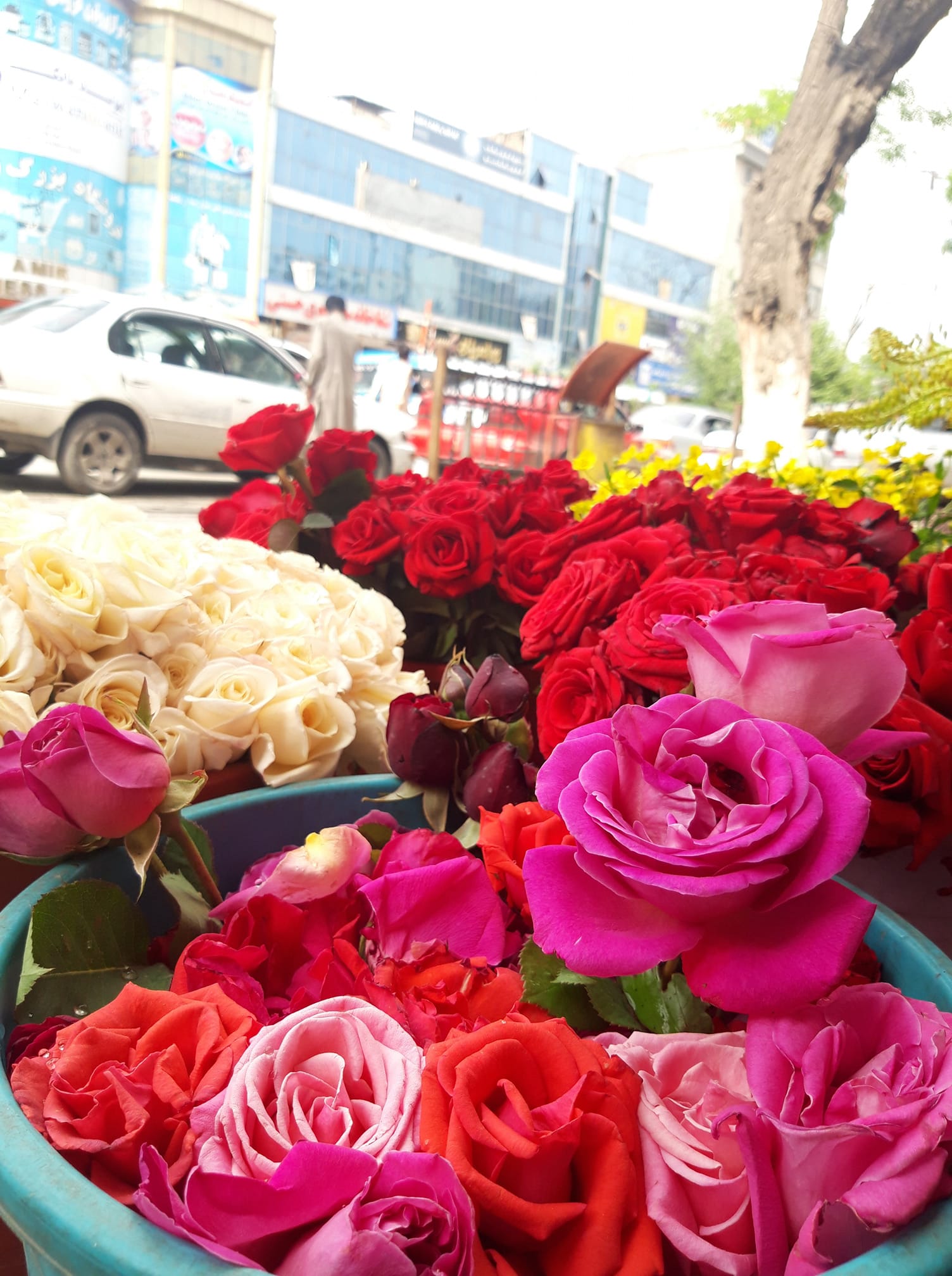 Good morning Afghanistan صبح بخیر افغانستان یک هدف را نوشته کنید، حالا سعی کنید به آن هدف برسید. سخت نگیرید. خدا مهربان است. از جمله خدا مهربان است یک وقتی بدم می‌آمد. فکر می‌کردم برای خر کردن و رام کردن استفاده می‌شود. ولی حالا واقعا می‌بینم خدا مهربان است یک جمله خیلی باحال است. یعنی صبر کن، حوصله کن، با خودت مهربان باش، به خودت هم فرصت اشتباه کردن بده. دورانی که در ایران مهاجر بودیم، پدرم دهقان شده بود، از جبر روزگار البته. هر کس زمین داشت، کارهای کارگری‌اش را پدرم پیش میبرد، هر سال دم دم بهار، ۴۰ ۵۰ تا کارگر را قرارداد می‌کرد و تا اواخر خزان برایشان کار می‌داد. در بین همه دوستایش، فقط دو سه نفر بودند که دهقان و زمین‌دار نبودند. یکیش صراف بود. یکی دیگرش یک شیخ بود، یک شیخ بی ریخت و بدقواره‌ی چاق و قد کوتاه با ابروهایی کم پشت و چند تار ریش کم پشت تر، در هر عروسی و ختم و فاتحه فامیل ما حضور داشت، به پدرم گفتم ملا و شیخ کم بود که ای بدقواره را رفیق شدی؟ گفت بچم، دیگرایش پیسه زیاد می‌گیرند، منم زیاد اعتقاد به این گپها ندارم، خو چطور کنم مقصد دهان مردم بسته شود و ای بدبخت هم به ما روی آورده. زمستان که می‌شد، هر دو رفیق صراف و ملای خود را دعوت می‌کرد. معمولا شروع زمستان و سرما، ختم کار و بار کشاورزی بود، و زمان تسویه حساب با کارگرها. او زمان‌ها سیستم CRM و اکانتینگ نبود. یک کتابچه بود و قلم آبی و سرخ و ماشین حساب. روزهای آخر، کارگرها را جمع می‌کرد، یک گوسفند را هم قربانی می‌کرد و شوربا جور می‌کردیم. دانه دانه از بهار تا خزان، کارگرها را حسابرسی می‌کردیم و الباقی پول آنها را نقد می‌دادیم و انگشت و امضا که دیگر طلب ندارند. اکثر کارگرها، فامیلشان در افغانستان بود. و باید پول را حواله می‌کردند به وطن. کارگرها از جاهای مختلف بودند، مزار، گیزاب، اشترلی، لال، بهسود، سنگلاخ، انگوری، قندهار، لشکرگاه، کجران. جالب کجا بود؟ بعد از حساب کتاب، کارگرها معمولا پول نقد خود را به او صراف می‌دادند، صراف هم یک ورق کاغذ میداد برایشان که وقتی رفتید به وطن، از فلان آدرس پول خود را بگیرید. بعد از همه کارها و ختم مجلس، ملا دعا می‌کرد و طلب خیر و آمرزش و کارگرها می‌رفتند. من می‌ماندم و پدرم و ملا و صراف، پدرم به صراف اشاره می‌کرد، صراف هم به ملا پول می‌داد و هم پول گوسفند را به پدرم می‌داد. همه خوش و خندان می‌رفتند.