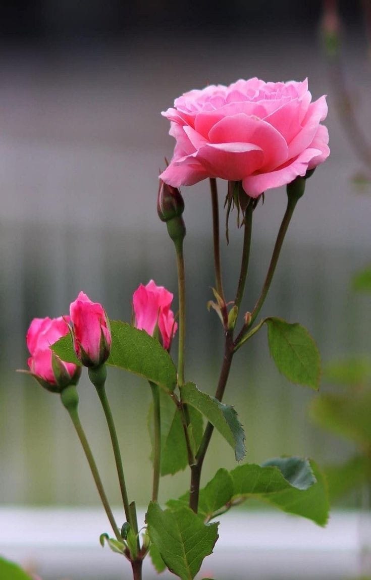 Good morning Afghanistan صبح بخیر افغانستان در متاورس، ما دنیای خودمان را می‌سازیم. واحد پولی دلخواه خودمان را داریم و ارزش‌های خود را ایجاد می‌کنیم. و آنها را می‌توانیم بفروشیم. تخیل زیبا، خیلی در ایجاد این دنیا به ما کمک می‌کند. در شرایط امروز وطن، می‌دانم سخت این سخن، اما بگذارید یک تجربه را از سال‌های ۲۰۱۳ با شما شریک کنم. در گولایی (سه راهی) دواخانه، در تاکوی(زیرزمین) یک مارکت، تماما گیم نت بود. یک روز رفتم اونجا، یک ایرانیگک (افغانستانی با لهجه کاملا تهرانی) را دیدم که ردمرز شده بود، جوان بود و قواره کارگری داشت. گچکاری می‌کرد و اطراف ناخنهایش همیشه از گچ سفید بود. گفت وقتهای بیکاری، اینجا می‌آید گیم می‌زند و هیرو(قهرمان) جور می‌کند و می‌فروشد. بعدتر ها یاد گرفته بود هیروها را به عربها با قیمت بالاتر بفروشد. هفته یک هیرو ۳۰۰ دلاری جور می‌کرد. بهتر از درآمد گچکاری بود. دائمی هم بود. نقد بود و پشت صاحب کار برای پیسه نمی‌دوید و تحقیر نمی‌شد. آن‌زمان برایم قابل هضم نبود که چرا یک نفر باید هیرو بخرد. گیم فقط برای وقت تلف کردن است. اما اینگونه نبود. برای تم دادن و رقابت و شاخ و شانه کشیدن هم است. برای شرط بندی و ایجاد افتخار. حالا میخواهم موضوع انشا بدهم به شاگردهایم: دنیای کودکانه خود را چطور می‌سازید؟ و تک تک دنیاهای ذهنی آنها را در متاورس به واقعیت تبدیل کنیم. شبیه طرح 3D خانه‌ها، قبل از ساخته شدن. ذهن زیبا، ارزشمند است. تفکر خوب خریدار دارد. من متاورس دوست دارم.