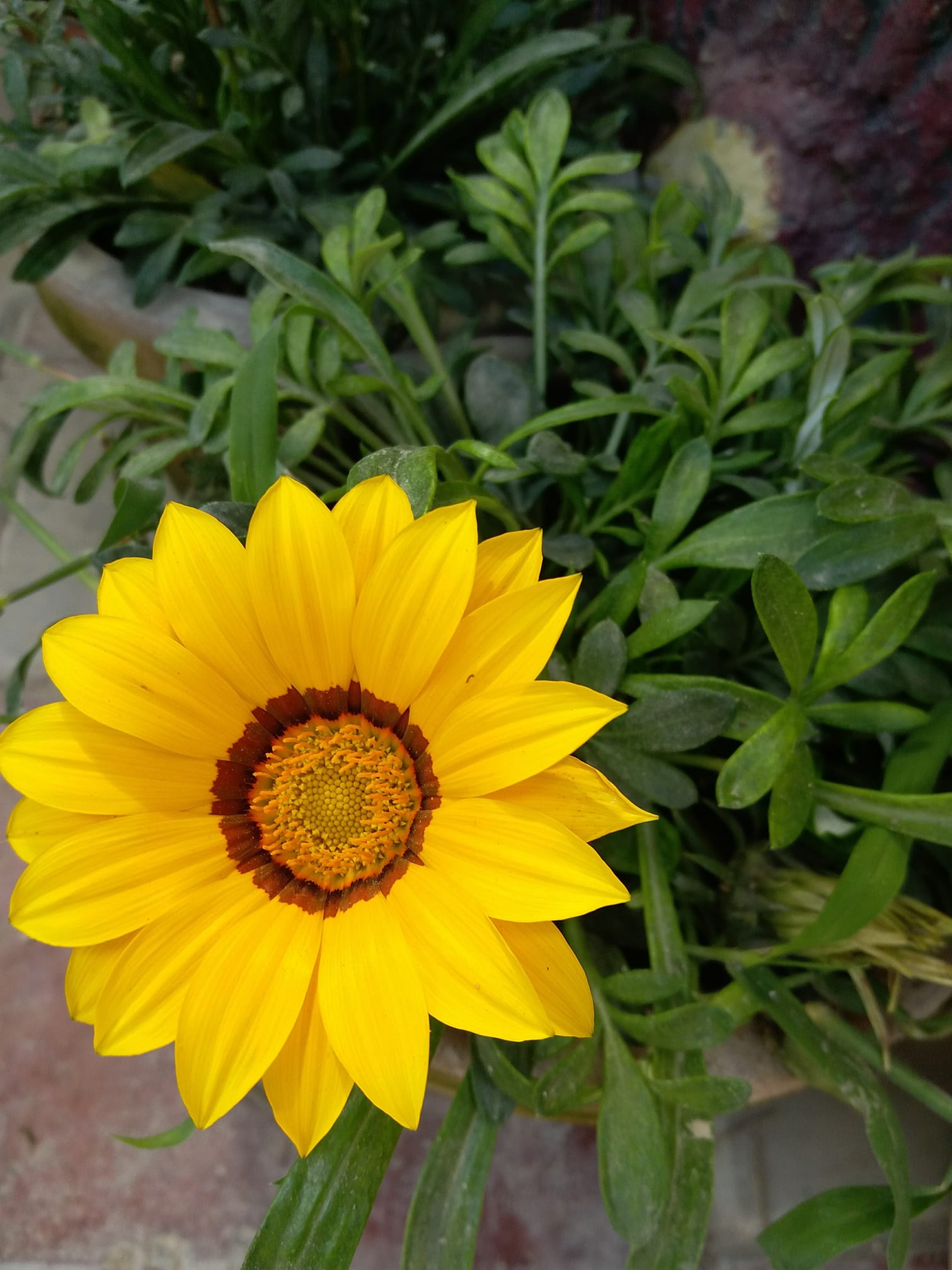 Good morning Afghanistan صبح بخیر افغانستان تایم، ساعت، زمان، ثانیه، دقیقه، بجه، لعنت به لحظه‌های دوری. آیا کسی که حیوان خانگی نگاه می‌کند، حتما با همه حیوانات مهربان است؟ یا تنها با حیوان خودش که ادای آدمها را تقلید می‌کند خوشخوی است؟ آیا شیر واقعا کلسیم دارد؟ و ما با خوردن شیر، کلسیم قابل جذب وارد بدن خود میکنیم؟ فیل و زرافه با آن همه عظمت و استخوان، که شیر نمی‌خورند، کلسیم خود را از کجا می‌کنند؟ آیا سیستم برق سولر واقعا برای محیط زیست مناسب است و جمله انرژی پاک به شمار میرود؟ آن همه خرابی که ساخت یک پنل خورشیدی ایجاد می‌کند چه؟ آن همه سرب و لیتیم که برای ساخت باتری مصرف می‌شود و ضایعات سیستم؟ آیا کسانی که پول دارند، واقعا قدر پول را می‌دانند؟ یا با زور و دزدی و فریب آنرا به دست آورده‌اند؟ آیفون ۱۳ آمده، کمیپوتر دارم CPU در حد لالیگا، فلان کِرمِچ (کفش ورزشی) برند را خریدم. پتلون فلان و عینک ریبان. همه این برندها، خار و مادر طبیعت را به هم می‌دوزند تا یک چیزی را به خورد ما بدهند. چرا ما پشت کلمه‌ی گرین Green خود را پنهان می‌کنیم؟ چند روز میشه شامل یک برنامه شدم. استارت‌اپ گرین ری‌وی‌یو. Startup green review بین خودمان باشد، به این نتیجه رسیدم وقتی که همه ما انسانها بمیریم، طبیعت آب خوش از گلویش پایین خواهد رفت. اما نمیتوانم این را اظهار کنم. باید مشخص کنم فلان برند و فلان کمپنی خوب است نایس است، کیوت است. خلاق و اینوویشن داره. در حالی که واقعا دلم می‌خواهد گلوی همه‌شان را فشار بدهم. از بس که طبیعت را آلوده می‌کنند. یک چیز جالب را بیان کنم: تا حالا از پیش کارخانه ترشی سازی رد شدید؟ تا حالا فابریکه کشمش پاک کردن را دیدید؟ تا حالا سمپاشی یک مزرعه سبزیکاری را دیدید؟ آیا میدانید در ساخت پول از روده حیوانات کار می‌گیرند؟ تا حالا کشتارگاه دیدید؟ تا حالا گاوی که از کشتارگاه گریخته باشد را چطور؟ تا حالا دیدید همین پتلون کابوی رنگ رفته را چطور جور میکنند؟ چه مقدار اسید و تیزاب مصرف می‌شود تا او رقم رنگ و روی رفته شود؟ تا به حال فابریکه ذوب فلزات را دیدید؟ یک چال وطنی برایتان بگویم: بسیاری فابریکه ها، شبها کار می‌کنند. چرا؟ چون دود سیاه وحشتناک آنها دیده نشود. خار طبیعت را آبستن می‌کنند اینها. راستی یک چیز دیگه: بهترین قماربازها و قمارخانه هایی که دیدم وسط باغ بودند زیر درخت، در هوای آزاد، لب جوی آب، در دل طبیعت. قماربازها، صاحبان همان فابریکه‌ها بودند، آدمهایی نایس و دست و دلباز و گرین و طبیعت دوست. یک جای کار می‌لنگد، میخواهم ابراهیم‌وار و خلیل‌ الله رقم وارد جمعیت قماربازها شوم و بت‌ها را بشکنم. استشهاد کنم یا انتحار؟ هوس یک قمار بزرگ را دارم. تفنگچه‌ها را پر کنید. دوئل می‌کنیم. یا من یا شما. بی‌بی طبیعت هم به داد بابای طبیعت برسد.