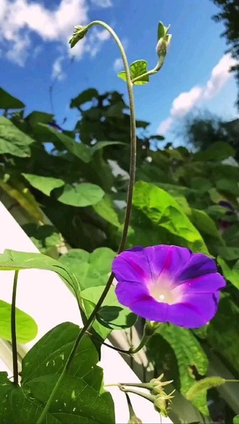 Good morning Afghanistan صبح بخیر افغانستان تا حالا مادری را که اوشتوک (طفل)خود را شیر بدهد دیدید؟ یکی از زیباترین صحنه‌های زندگی، همین است‌. طفل دست و پای می‌زند، دهان خود را باز میکند، خوشحال است، با هر دو دست، سینه مادر خود را می‌گیرد و با چشمهایی براق، شیر را می‌چوشد (می‌مکد)‌. مادر هم برای طفل خود ناز میکند، حالت چشم‌ها و ابروهای مادر هم تماشایی است. مادر احساس می‌کند خداست، احساسی که پدر هرگز به گَرد اش نمی‌رسد. در منطقه ما یک خان بود، درست‌تر بگویم ما در منطقه و املاک یک خان زندگی می‌کردیم، از ارزگان، به نام علی اضغر‌خان، مال و منال و زمین و باغ و راغ و خَدَم و حَشَم بسیار زیاد داشت، نهایت زیاد، همه اولادهایش کلان شده بودند؛ گاه گاهی از زمینها و کارگرانش بازدید می‌کرد، می‌دانید بزرگترین تفریح‌اش چی بود؟ تابستانها، وقت خواب بعد از چاشت، از زینه به بام بالا میشد، زیر سایه درخت توت، لباس کودک شیرخواری را به صورت خود می‌انداخت و روی تخت خود می‌خوابید. خان به آن بزرگی و هیبت، چنان آرام می‌خوابید انگار که در آغوش مادرش باشد... من متاورس دوست ندارم، در متاورس چطور بوی را احساس کنیم؟