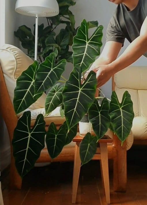Good morning Afghanistan صبح بخیر افغانستان نام این گیاه مقبول، آلوکازیا Alocasia است. دفعه اولی که شروع به گل و گلکاری کردم، نوجوان بودم، نزدیک نوروز و سال نو بود و مردم‌ها، خانه تکانی داشتند. از پیش یک خانه تیر میشدم (می‌گذشتم) که دیدم همراه باقی آشغالهای الماری و کوچ و خرت و پرت، یک شاخه بلند از گیاه پوتوس را هم دور انداختن‌. من هر بار که کارتونی رنگو Rango را می‌بینم، فکر می‌کنم همو شاخه گلی که آنروز در بین آشغالی‌ها افتاده بود، شبیه همو جانوری است که زیر موتر شده بود و رنگو او را نجات داد و او رنگو را. شاخه گل را آوردم در لیلیه(خوابگاه)، و ازش مواظبت کردم. قدم اول برای مواظبت از گلها، یاد گرفتن نام گل است. وقتی که نام گل را یاد گرفتیم، بهتر ارتباط برقرار میشه. شاخه گل آهسته آهسته رشد کرد و کلان شد، هر چند وقت قلمه میگرفتم و تکثیر می‌کردم و میدادم به دوستها و مهمانهایم. در هر گلخانه و باغی، یک پایه گیاه مادری وجود دارد که همیشه برای تهیه قلمه و تکثیر از آن استفاده می‌شود. معمولا هم کلفت‌تر و مسن‌تر و پر‌هیبت‌تر از بقیه گلدان‌ها است. بعد از ۲۲ سال کار و تلاش، چندین بار صاحب گلدانهای مادری شدم، صاحب یک گلدان مادری از نخل مرداب، صاحب یک گلدان مادری پوتوس، صاحب گلدان مادری کراسولا و چند درخت چنار در پغمان. در جشن و غم، گل جانشین ندارد. خودتان هم می‌دانید. من امیدوارم روزی را ببینم که دوستان، به جای آیفون ده و دوازده، به جای گلکسی نوت و انگشتر طلا، یک گلدان سرخ رنگ کوچک از یک کاکتوس زیبا را به هم هدیه بدهند، در حالی که نام آن گل یا گیاه را هم می‌دانند. اسم گل شما چیست؟ آیا گلهای خود را کدام وقت دور انداختید؟ آیا گلهای خود را فروختید؟ یا نگاه می‌کنید؟