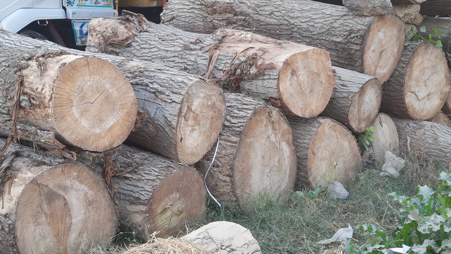 دیروز پیاده‌روی کردم، حدود ۱۷ کیلومتر. آخرای کار از پای افتاده بودم. فکر کنم در یک روز این بیشترین مسافتی بوده که پیاده راه رفته باشم. نه راستی، یکبار هم قاچاق رفتیم زیارت کربلا، از مرز مهران، بعد از سقوط صدام. آنجا هم زیاد پیاده گشتیم. بار اول عسکر آمریکایی و خلته‌های غذای جالب آنها را آنجا دیدم. در طول مسیر، به یک فابریکه چوب‌بری سَر خوردم. بوی چوب، بوی خوبی دارد. رفتم یک مشت بوره اره(خاک چوب) را گرفتم و بوی کردم. بوی خانه نو، بوی مکتب نو، بوی درخت ناجوی تنومندی که ۳۵ سال قبل یک روز اوایل بهار، کوکَه(میخ کوچک)بر تنه‌اش کوبیدیم. کوکَه‌هایی که از تندور مادرکلان کشیده بودیم. چوب‌بُرها و نجارها، معمولا از نظر انگشت‌تان دست کمبود دارند. این در همه جا تا به حال صدق می‌کند. مگر اینکه خلافش ثابت شود. ۴۰ سالگی فقط یک عدد نیست، دنیای درگیری و امید و حسرت و شوق و ترجبه! است. میخواهم برعلاوه مسابقه کودینگ، در یک مسابقه ماراتون دَوِش هم شرکت کنم. سر از هفته نو، آهسته آهسته دویدن را شروع می‌کنم. من چقدر شوق دویدن دارم؟ شما بگویید پنج. سوشیال مدیا، قاتل زمان است، کافی است ورزش کنید تا متوجه حرفم شوید.