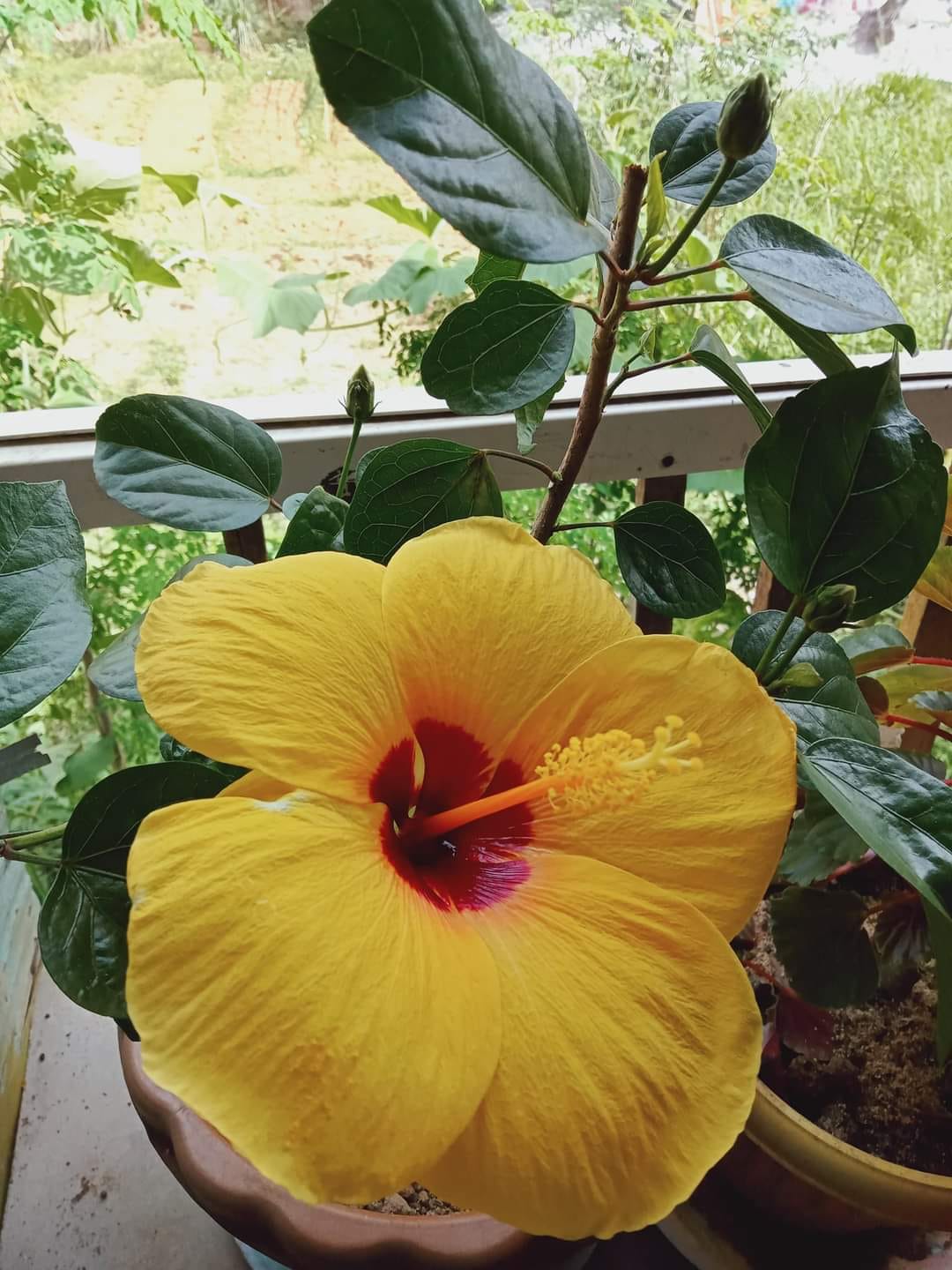 Good morning Afghanistan صبح بخیر افغانستان اسم این گل ختمی درختچه‌ای است. در کابل هم دیدش، به رنگهای زرد و سرخ و سفید و گلابی... ۱. تولد من ۱۳۵۹ است. در هفت هشت سالگی، یک روز از خانه پول دزدی کردم، روی طاقچه، یک سکه ۵ تومانی مسی رنگ بود. بچه دکاندار گفته بود اگر سکه، تاریخ‌اش ۱۳۵۹ باشد، آنرا معادل ده تومان قبول می‌کند. و این سکه همان بود. یک طرف عکس پالایشگاه تهران و چند شاخه گندم و سمت دیگر، پشک چاق جمهوری اسلامی. سکه را به دکاندار دادم و گفتم ۱۳۵۹ است. گفت درست است، چی میخوای؟ گفتم ۵ تومانش را پس بدهید و ۵ تومان دیگر را لواشک مواشک خریدم. دویده دویده ۵ تومان دیگر را آوردم سر طاقچه ماندم. مادرم لواشک‌ها را دستم دید، گفت او خاک‌سر، باز پیسه دوزی کردی از خانه؟ گفتم نه و قضیه را برایش گفتم. یک خنده کرد و نصف لواشک را از دستم گرفت و گفت همه‌اش را نخور که دل درد میشی.... امروز در اینترنت دیدم همان سکه ۲ میلیون تومان قیمت دارد. همان سکه که تاریخ ضرب اش، ۱۳۵۹ است. سکه ۱۳۶۱ و غیره هم است. آنها سی چهل هزار تومان قیمت دارند. اما ۱۳۵۹، قیمت‌اش ۲ میلیون تومان است. حالا میفهمم که در چه سال خوبی متولد شده بودم. ۲. تولد من ۱۵ آگست است. روزی که برادران ناراضی آمدند کابل، روز تولدم بود. یکی گفت عجب روز بدی به دنیا آمدی، گفتم آنها عجب روز خوبی آمدند کابل. ۳. بخاطر همه "صبح بخیر افغانستان" گفتن‌هایم، پشیمانم. مثل سگ پشیمانم که چرا امید واهی داشتم و امید واهی دادم. وقتی که همگی بار و بساط خود را می‌بستند و از این مملکت می‌رفتند، من هر روز مثل خروس بی‌محل آواز سر میدادم و میگفتم صبح بخیر افغانستان. اما چه کنم؟ شعر دیگری بلد نیستم، رقص دیگری یاد ندارم. غیر از افغانستان، برای که بخوانم؟ غیر از افغانستان، برای چه بخوانم؟ هر طرف که نگاه میکنم، بیگانگی می‌بارد، خودم را بازی می‌دهم که زبان طبیعت در تمام جهان یکی‌ است. خودم را بازی می‌دهم که آسمان هر جا همین رنگ است. رنگ آسمان بامیان کجا و رنگ آسمان دهلی یا فرانکفورت کجا. موقع گشت و گزار در طبیعت، گوشم برای شنیدن دو جمله فارسی یا پشتو، تیزتر میشود. تا کمی همکلام شویم با هم. تا راز دل کنیم و کمی لاف بزنیم... ۴. دیتاساینس خیلی عالی است. قدرت تصمیم گیری را بسیار بالا می‌برد و خطا را کاهش می‌دهد. ۵. اگر قبلا در تولد اولادها می‌گفتم درخت بکاریم، حالا در هر سالگیره آنها، کمی BTC , ETH , BNB , ADA بخریم. تا با خیال راحت بتوانند تحصیل خود را ادامه بدهند. تصور اینکه یک ADA دو دلاری یک وقتی بشود دو صد هزار دلار در کمتر از ده سال، تصور دور از انتظاری نیست.