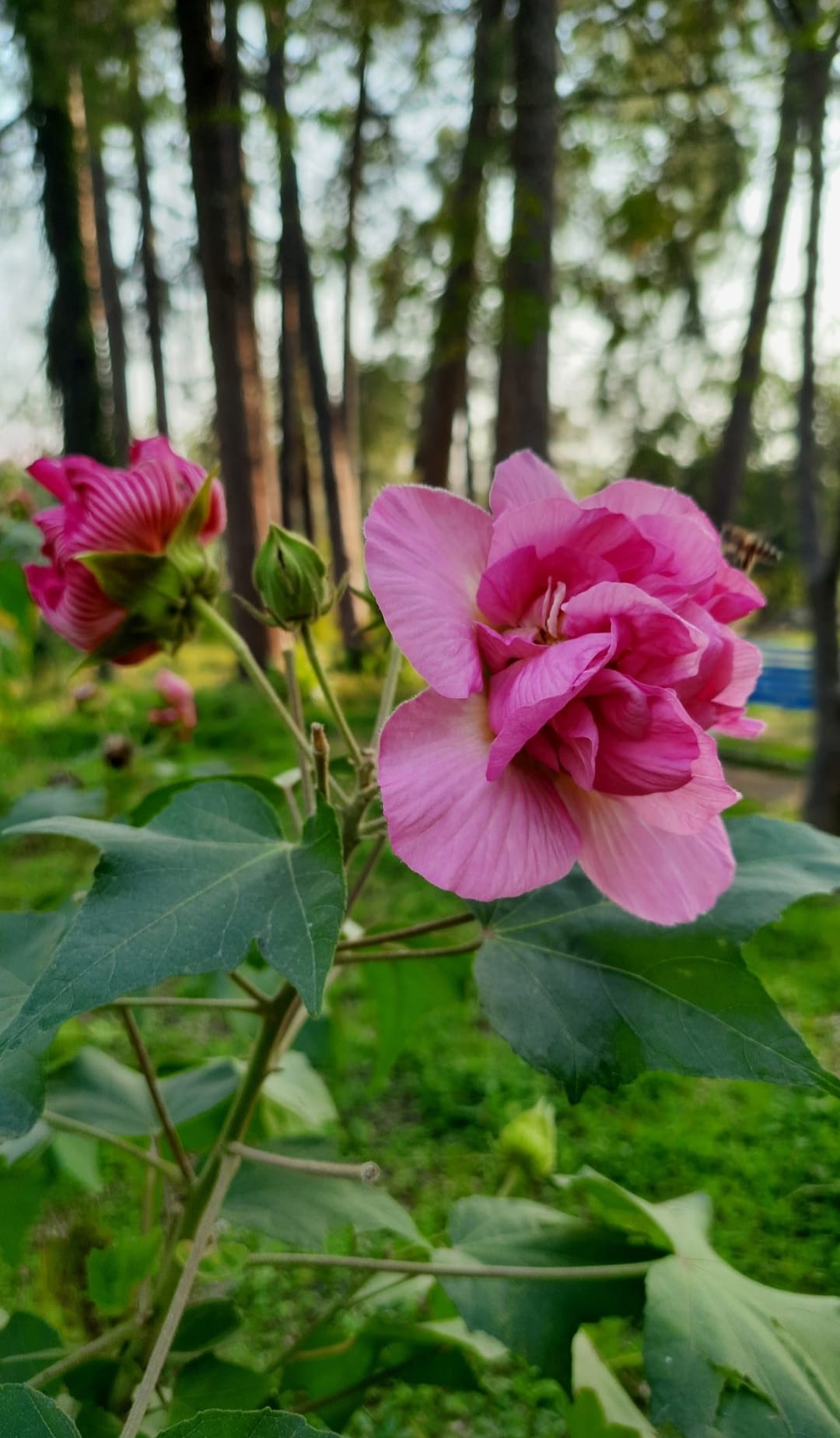 Good morning Afghanistan صبح بخیر افغانستان بعضی آدمها، شبیه ستاره دنباله‌دار، هر ده بیست سال، یکبار در زندگی آدم ظهور می‌کنند، خیلی از ما عاشق این ستاره‌هاییم. ستاره‌هایی نورانی‌تر و جذاب‌تر از بقیه ستاره هایی که هر شب می‌بینیم. بار اولی که در کودکی، اصطلاح شهاب سنگ و ستاره دمباله دار را در #مجله_دانشمند آن روزها خواندم، خیلی کیف کردم، یک احساس شاعرانه برایم دست داد و رفتم برای مادرم توضیح بدهم که چه چیز جالبی را فهمیدم، بعد از لکچر دادنم، مادرم گفت: این ستاره‌ها چرا در خانه خود، پیش مادرشان نمی‌شینند و از خانواده خود قهر می‌کنند و می‌روند ایلاگشتی؟!!! ستاره های احمق. یعنی تمام مزه دهانم را خرد و خاکشیر کرد. انگار که به جای ساجق گلابی رنگ جوهر‌دار شوگرفری، قیر سیاه را جویده باشم..... بار اولی که در خانه، از طریق اینترنت کم‌زور آن روزها و به زور غیژ و غیژ مودم دایل‌اپ، به وب سایت BBC.com وصل شدم، خیلی کیف کردم، اصلا بیان دابلیو دابلیو دات کام برایم کلاس داشت، وقتی مودم کمپیوتر خانه، شبیه امواج رادیوی بی‌بی‌سی پدرم غیژ و غیژ می‌کرد، پدرم وار خطا شد و گفت: نسوزانی کمپیوتر را حالی، بد رقم صدا میته. بعد اخبار بی بی سی را برایش خواندم، گفت: عا همی چیزها را در رادیو هم گفت. بعد آن لحظه‌ی دل‌انگیز فرا رسید و با یک حالت اشتیاقِ بی تفاوت از من پرسید: اینترنت چیست؟ منم انگار که خدا داده باشد و منتظر همچین فرصتی بودم با شوق و آب و تابِ تمام، برای پدرم اینترنت را تشریح کردم که یک دنیای دیگر است، چطور است و چکار است و چکارها که نمیشه اونجا. پدرم گفت بیشی بیشی، وایه وایه، تو که حالا همینجا بودی، چطو د او دنیای دیگه رفتی از آن تلمیزون پیش رویت، باز گفتم، درست است یک دنیای دیگر است، یک دنیای مجازی اما واقعی، انگار که روزنه‌ای است در یک دیوار و ما از آن روزنه، آنسوی دیوار را می‌بینیم.... پدرم سرش را خاراند و گفت: خَی بگوی اینترنت یک " چُولَنگی" است دگه..معمولا چولنگی‌ها برای شیطنت است.. شبیه بی بی سی که تمام اخبارش راس نیست... و این بهترین تعریفی بود که تا به امروز از اینترنت داشته‌ام. اینترنت یک چولنگی است در زندگی انسان. این روزها، ماه‌هاست که دخترم برایم گیم #Roblox را تشریح می‌کند و #world هایی که آنجا برای خود می‌سازند و من هنوز نتوانسته‌ام هضم کنم او چه می‌گوید. این دیگر یک چولنگی نیست، یک واقعیت افزوده در معنای زندگی است.‌... بعد از خواندن دوباره‌ی داستان "وَرقَه و گُلشاه"، و عشقهای نافرجام و تلخی‌های هجران، به این نتیجه میرسم که بشر امروز، در دوره‌های مختلف، برای فرار از تنهایی، برای غلبه بر این وحشت، چیزهایی را برای خود ساخته است‌. اگر قبلا، داستان‌ها ساخته و پرداخته‌ی ذهن خیال‌انگیزش بوده، امروز کم کم آنها خیال‌ها را به واقعیت تبدیل میکند. و باز شهریار ما میگوید: نه پدر، نه از ترس است و نه از وحشت، هیچ ترس و وحشتی وجود ندارد، اینها تمامش برای ما "سات‌تیری" است. میزنیم که سات ما تیر شود. شاید مجنون به این نتیجه رسیده باشد که به جای اینکه بیخود ناز لیلی را بکشد و هر روز هر روز دنبال لیلی بگردد، خودش دست بکار شود و برای خودش " ویلا با ژیلا" بسازد که شبانه روز در خدمتش باشد. شاید لیلی از بوی گَنده دهن مجنون خوشش نیامده و دلش را زده، باز پیش خود میگوید: ای دیگه گنده‌گی.... تو که دهان خود ششته نمیتانی، ناز مره چطو می‌ورداری؟ شاید بشر، از خدا و وعده‌های نامعلوم و طولانی مدت او ناامید شده و خودش می‌خواهد جنت را بر روی زمین ایجاد کند. شبیه اولادهایی که از بازگشت پدرشان از سفر کارگری به ایران و عربستان، ناامید شدند و خودشان گِل و گِلکاری خانه را شروع کردند و شاید پدر مصروف لیلای بهتری شده است... اگر نه با این همه تلفن و رسانه و مدیا، یک زنگ چی باشد که نزند؟ یک احوال چی باشد که نگیرد؟ مَچُم ولا. آدمی تشنه‌ی وصل و وصال است و بیمناک و هراسان از هجران و هجران هجران. این هجران بدتر از نیش کژدم، دردناک است. میفهمی لعنتی؟؟ ای خدا، این وصل را هجران مکن.... همیشه کانکت باشید. دوستتان دارم. ❤