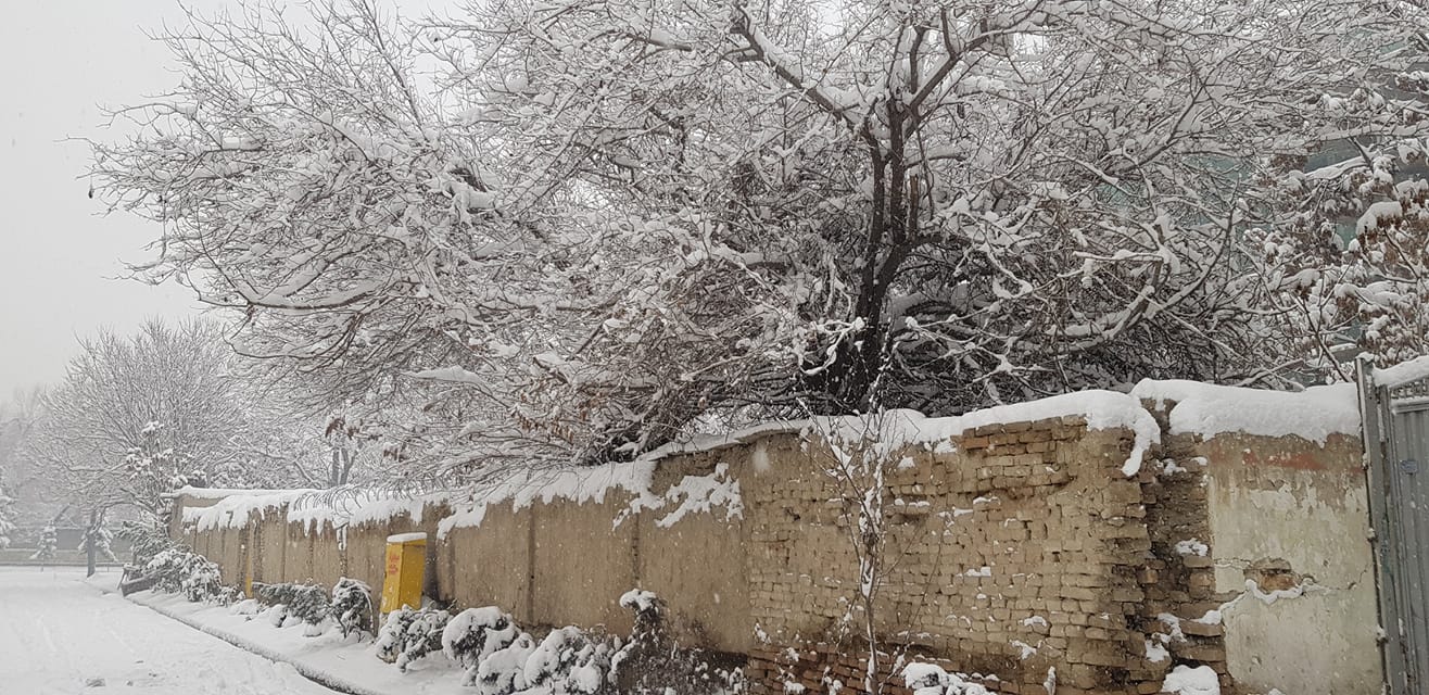 Good morning Afghanistan صبح بخیر افغانستان جدی ، دیماه ۱۳۶۶، January 1988, ده‌کوره‌های اطراف تهران برف می‌بارید، برف شدید و سنگین. آغای کَلو، آمده بود خانه ما. مادرم کله و پایچه بار گذاشته بود. به همراه سیرابی. بعد از مدتها بود که بوی گوشت در خانه ما می‌پیچید، از بس که کچالو و اشکنه خورده بودیم، روده‌های ما قاق شده بود. تمام خانه بوی باحال سیرابی گرفته بود. لذتی بود در هر تنفس ما که پرسان نکنید. بیرون برف باشد و درون، خانه‌ای گرم با بوی سیرابی و کله و پایچه. پشت کلکین‌ها را پرده‌های دبل و "ایستور" گرفته بودیم که خنک نیاید داخل. اوضاع اقتصادی خوب نبود آن‌سالها، در یک خانه‌ای رفته بودیم که به جای دروازه، یک کمپل گیرنگ و چرک و چتل را به عنوان دروازه کار می‌گرفتیم. سر کوره بود. جنگ ایران و عراق بود و نجیب، نو رئیس جمهور افغانستان شده بود. پدر کلانم خوشحالی می‌کرد که بالاخره مملکت صاحب پیدا کرد، اما کسی امیدوار نبود. مردم بعد از ۵ سال مهاجرت، دل بریده بودن از مملکت. و نو کم کم مردها، از جمله کاکاها و دوستهای پدرم، در بین قصه‌های کاری شان، یگان قصه صیغه و دلداری از کدام زنکه بیوه و مهاجر را می‌کردند. آغای کَلو آمده بود خانه ما. خبر شده بود پدرم از قرارداد شلغم کَنی زمینهای حاجی صَفَر سود خوبی کرده و برای بار دوم، پشت خمس‌اش آمده بود. پدرم شرط مانده بود که به یک صورت خمس میدهم، یگان زنکه بیوه مطمین و ثابت را خود آغای کَلو برای پدرم پیدا کند و حکم صیغه را هم بخواند. یک کسی که بعد دست به یخن نشود و خود را زن پدرم فرض نکند. آغای کلو قبول نکرده بود و با حالت قهر رفته بود. میگفت مه "مرده گوی" کسی را نمیکنم. پدرم می‌گفت صیغه مرده‌گوی نیست، یک زنگ تفریح است در بین تمام مشکلات مهاجرت، چرا در بلخ که اوضاع اقتصادی خوب بود، این کار را میکردی و اینجا نمیکنی؟ اما بعد از آن برف سنگین شرایط تغییر کرده بود. بوی خوش سیرابی هم بی تاثیر نبود. سید کلو و پدرم پهلوی هم نشستند، قصه از نرخ افغانی و تومان شد، قصه از بازار شوش و مولوی و دفتر حزب در میدان راه‌آهن شد. و قصه از یک خانواده بی سرپرست از اقوام آغای کَلو، که نو از وطن آمده بودند و مهاجر بودند. آغای کَلو، پیشنهاد خوبی داشت. اما در باور پدرم نمی‌گنجید. می‌گفت: بیا همی برادرزاده بیوه مرا یکسال برایت صیغه میکنم. به شرطی که برایش کدام خانه را کرایه کنی، دو اولاد خرد دارد، زن جوان است، اما پدرم میگفت: آغا صاحب، چطور زن سید را صیغه کنم؟ گناه دارد و قصه گرگ و گوسپند را پیش کشید... اما آغا اصرار داشت که گناه ندارد، هر کس گفته بد کرده. پدرم میگفت: خودت در بلخ چی میگفتی آغا صاحب؟ همی گپ خودت بود. حالا هم مشکل نیست. خانه میگیرم. خرج میدهم، اما نه به نیت خمس و صیغه، به نیت قرض باشد. و آغا میگفت در زندگی از قرض خوشش نیامده و قبول نمی‌کرد. آن روز گذشت، هفته بعدی آغا سراسیمه آمد خانه‌ی ما، اینبار عروس آقا، شهربانو را از وطن آورده بودند، بچه آغا کشته شده بود. تازه عروس جوان‌اش را آورده بودند. در خانه‌ی ما هم حال مساعد نبود. خبر کشته شدن کاکای خردم که همسنگر بچه آغا بود، رسیده بود. زن و اولاد او هم در راه بودند. خانه خرد بود، به جای دروازه، یک کمپل گیرنگ و چرک و چتل را آویزان کرده بودیم. و پدرم، در بین داغ از دست دادن برادر و نشه‌گی جور شدن صیغه‌های جدید می‌سوخت. روانی شده بود. بدخوی و بی تاب‌. تا بهار دو سه بار دیگ و کاسه شوربا، در خانه‌ی کوچک ما، چپه شد... نرخ افغانی در برابر تومان هم روزبروز بالا می‌رفت. به ۷ رسیده بود. این تنها دلخوشی پدرم بود. بعد از آن بود که با بازار دالر آشنا شد و من برای اولین بار از نزدیک بندل دالر را دیدم. یک روز در مسیر راه بازار مولوی و دفتر حزب از پدرم پرسیدم: آغای کلو را میشناسم،آغای کم کی است؟ پدرم خندید و گفت: آغای کلو، یعنی آغای کلان، اینجا کلو معنی زیاد را نمیدهد، آغای خرد بچه آغای کلان میشه که شهید شده. مادر مصطفی، شهربانو، زن آغای خرد است. مصطفی، نواسه آغای کلان، همبازی من، قواره هزارگی داشت. چون شهربانو مادرش هزاره بود. آن زمستان، به هر ترتیب، بهار شد. بهاری دل انگیز، یک حویلی کلان گرفته بودیم، مابین حویلی یک درخت توت کلان بود که تاب [گازگازی]بسته کرده بودیم. زیر درخت، یک حوض آب بود. گرداگرد حویلی پنج اتاق بود به همراه تاکوی و زیر زمین. در یکی از آنها ما بودیم. در یکی آغای کلان، در یکی عروس آغا و در یکی دیگر زن کاکایم. یک اتاق را هم مهمان خانه جور کرده بودیم. اعصاب پدرم خراب بود. یک بندل از دالرهایش را موش خورده بود.....