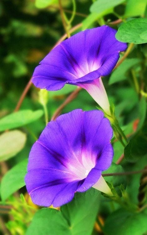 Good morning Afghanistan صبح بخیر افغانستان سرسبز باد بذر امیدی که‌ کاشتم....