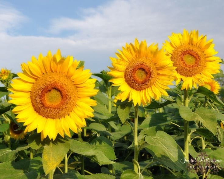 Good morning Afghanistan صبح بخیر افغانستان کاکای کلانم، صوفی، خدا رحمتش کند، سه زن داشت‌. یک روز که کاکا خوش‌خوی بود و زنهایش خوش و خندان پاها و شانه‌ کاکا را ماساژ میدادند، پرسان‌اش کردم: کاکا، مردم در غم یک زن ماندند، تو چطور سه زن را اداره میکنی؟ طبق معمول، کپه نسوار را بالا انداخت و گفت: بچم، روزی را که خدا میته، بدون شک، لاریب فیه. کس از گشنگی نَمُرده. مگم اداره کردن، دست خود مرد است. اینکه چطور اینها را تابع نگاه کردم، یک راز داره. تو بخه همو تُفدانی را بیار... رفتم تفدانی کمر باریک را آوردم. بعد که آن تف غلیظ و سبز رنگ را در تفدانی انداخت، گفت: جان کاکایش، این سه زن را در دوران تره‌کی گرفتم. (من هنوز نمیدانم دوران تره‌کی چی حکمتی بوده ) یک روز خسته و ذله، از کار آمدم خانه. دیدم خانه گدودی زیاد است. پَشّه یه که جیژ میزنه. این زن را گفتم چی گپ است؟ گفت و گفت و انداخت سر از او دیگه، او را گفتم چی حال است؟ بیرادر جانی گفت و گفت انداخت سر ازی دیگه، ای دیگه‌شه گفتم: گفت و گفت و گفت و فریاد زدم و گفتم: بَس، اینالی شما گوش کنید. بیرادر توره دارم هر سه را گرفتم موی د موی بسته کدم، اونو کافر سوته را گرفتم، مَرش کدوم د سرشان، ای ره میزنم، موگریزه، او دوی دیگه جیغ‌اس میکنند، ایشه میزنم، موگریزه، باز او دوی دیگه جیغ‌سگ می‌کنند. اینمی‌تو، خلاصه گفتم اینمی روز شماست. یک د دیگه خود بند باشید. خانه‌ام را جمع و جارو کنید. اگر نه لاشه شما را خانه آته شما رهی میکنم بفهمند بچه گل محمد لامذهب کی است.... تا مدتها باور داشتم زن را باید زد، پدرم هم بسیار وقتها مادرم را میزد، پدرم یک مثل داشت: زن هر چه دانا بود، سوته بَلِه(بالای) مانا بود. از پدرم پرسیدم این که گفتی یعنی چه؟ گفت مانا، یعنی رَفَگ، یعنی طاقچه، یعنی دم دست. یعنی زن هر چه دانا بود، سوته را باید بیشتر دم دست خود بگیری. و یک مثل دیگر هم داشت که : مکر زن، خروار ارزن. می‌گفتم این یعنی چه؟ می‌گفت: خب خروار ارزن را حساب کن، هر دانه ارزن چقدر ریز است، تو حساب کرده میتوانی؟ مکر زن خلاصی ندارد. اصلا مختصر کنم: زن، یعنی بزن. دلم طاقت نمی‌آورد پدرم مادرم را بزند، اینکه کاکایم زنهایش را میزد، به کنار، اما جگرم می‌سوخت وقتی کتک خوردن مادرم را میدیدم، یکبار در کودکی مینه گیر شدم، بَرگیر مادرم بودم، گفتم حق نداری مادرم را بزنی، پدر چنان با سیلی به صورتم زد که تا هنوز بعد ۳۶ سال که در تنهایی و سکوت مطلق قرار میگیرم، گوشم صدای زنگ آن سیلی را می‌دهد و بی اختیار چند قطره شاشم در سرم می‌رود. بعدها مکتب رفتم، احساس می‌کردم یک جای کار ایراد دارد، سر درس ادبیات از معلمی که تاریخ بیهقی را درس می‌داد و ادبیات بیهقی به گفته خودش نمونه والای ادبیات دری بود پرسیدم: استاد این مثل یعنی چه؟ "زن هر چه دانا بود، سوته بله مانا بود" و گفتم سوته یعنی چوبدستی و بله یعنی بالای و مانا را پدرم طاقچه گفته. استاد گفت بیا پای تخته بنویس این چیزی را که میگویی. آمدم و با گچ نوشتم. "زن هر چه دانا بود، چوبدستی بالای مانا بود." بعد از بچه ها پرسید به جای مانا، چه کلمه‌ی دیگری می‌شود نوشت؟ اولین جواب "معنا" بود. نتیجه این شد: "زن هر چه دانا بود، چوبدستی بالای معنا بود" یعنی با زن دانا، باید با مفهوم و معنا و زبان و بیان صحبت کنی، نه چوبدستی. دقیقا همین چیزی که این روزها در کابل شاهد آن هستیم.و زنهای دانای ما را احمقها میزنند. و باز همان زنگ جهالت و حماقت میراث پدری در گوشم می‌پیچد. به نظر من، ادبیات باید باعث تغییر شود، ادبیات باید شهامت بیاورد. ادبیات فقط برای شب یلدا و نوروز و نقل و شیرینی نیست. ادبیات باید بتواند خاطرات تلخ و تاریک ما را روشن و شیرین بسازد. ادب و ادیب باید سرمشق ما شود، آمدم به پدرم گفتم آن مثل تو و تعبیر و تفسیر تو از مانا، طاقچه نیست، معنا و مفهوم و زبان و بیان است. پدر در حالی که چای خود را می‌خورد، گفت: معلمت گوه خورده با تو. برو درس‌ات را بخوان و به این مسائل کار نداشته باش، هر وقت خودت زن گرفتی باز میبینی که معنا چوب است یا همین چیزی که تو زِر میزنی. دلم بایسکلم، زنم است دوستش دارم و میزنمش. به تو چی. بعدها که دانشگاه آمدم، یک روز که حال استاد ما خوب بود از دکتر کاشانی (کاشی) پرسیدم: استاد، زن با زدن آدم میشه؟ استاد گفت: رضا تو مهندس شدی و باید طرز فکرت هم مهندسی باشد. به نظر خودت چرا ما زن را میزنیم؟ گفتم خب فکر میکنیم او خر است و نمیفهمد. گفت خب. گیرم که طرز فکر تو درست است و زن خر است. نظر به درس آمار و احتمالات که خواندی تا به حال موردی را سراغ داری که یک خر با زدن آدم شده باشه؟ گفتم آره، پینوکیو... گفت اون را نه، اون آدمک چوبی بود، خر شد و آدم شد. مورد دیگه چی سراغ داری؟ گفتم چیزی سراغ ندارم. گفت خودت قضاوت کن: زن خر است یا قضاوت ما در مورد خر بودن زن اشتباه است؟ گفتم قضاوت ما اشتباه است. گفت اشتباه در اشتباه است. به گفته علما "جهل مُرکَّب" است. یک. زن خر نیست. دو. هیچ خری هم با زدن آدم نشده مواظب باش در دام اشتباهات اجدادی خود قرار نگیری. این یگانه راه پیشرفت و ترقی است. همیشه اندکی با دیده‌ی شک نگاه کن به مسائل میراثی. ضرر نمیکنی. میدان حق و انصاف، در مقام گفتار بسیار فراخ است و در مقام عمل بسیار تنگ. من از زن خود معذرت میخواهم که نتوانستم احساسات خود را کنترل کنم و از حد خود عدول کردم. امیدوارم اولادهای ما، در زیر سایه و پرتو فهم خودشان، زندگی خوبی داشته باشند. بعدها همسرم با مهربانی برایم فهماند: #زن، مصدر فعل بزن نیست. زن، ختم جهالت و آغاز و شروع #زندگی است. زن خودِ خود زندگی است. از مرد بندگی و از زن زندگی.