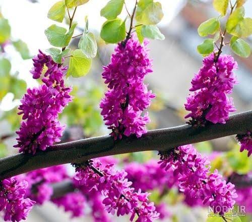 Good morning Afghanistan صبح بخیر افغانستان "مستی و راستی" قصه مستی و راستی را کردم برای شما؟ می‌دانید که در کابل، شراب منع است. از یک پیربابه در کابل پرسیدم: همی مَثَلِ مستی و راستی چیست بابه؟ گفت: بَچِم (پسرم)، یعنی مست نشو که مست شدی باز راست میشی و طبیعت‌ات که راست شد باز مُرداریهایت سَر میکنه. باز او وقت رسوای عالم و آدم میشی. هوش کده باشی مست نشی. خدا قسمت کرد، رفتم ازبکستان، (در ازبکستان شراب از آب معدنی یک چیزی ارزان‌تر است) در بخارا از یک بابه همی گپ را پرسان کردم، بابه گفت: اَکَه جان(لالا، داداش)، تا راست نشدی، مست نشو. هر کس لیاقت مستی را نداره، - در کابل، باران می‌بارید، براستی نباید مست شد. طبیعت همه جا را مردار کرده بود. - در بخارا باران می‌بارید، طبیعت، مست بود. دیدید که پیرها زیاد می‌گویند نرو، نشین، نخور، نپوش و ننوش؟ از اینها فرار کنید. من پیری میخواهم که بگوید: برو، بشین، بخور، بپوش، و بنوش. روزی تو خواهی آمد، از کوچه‌های باران تا از دلم بشویی، غم‌های روزگاران دعا میکنم طبیعت‌ات راست باشد و خودت مست. جانت جور، دوستت دارم. ❤