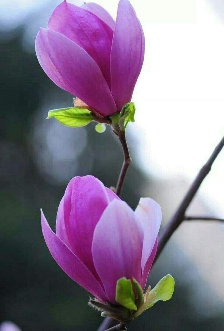 Good morning Afghanistan صبح بخیر افغانستان دو بار، تا یک قدمی مرگ رفتم. بار اول، ۳ نفر از دوستان بودیم. تابستان و جوش گرمی کابل و وقتای جهالت و جَرَه‌جانی بود. سوار بر بایسکل سپورتی، رفته بودیم سمت قرغه. تا که به قرغه برسیم، چندین بار اصطلاح "پتلون‌پوش" گوش ما را نوازش کرد و ما نمی‌فهمیدم این ناز و نوازش است یا پُرزه و متلک. زیر آب و عرق شده بودیم که به قرغه رسیدیم. رفیق و رئیس ما پرسید: کسی می‌تواند از این‌طرف بزند و از آن طرف برآید؟ بدون معطلی و گپ و سخن، کالا را از جان خود کشیدم و عرق پُر، خود را در آبِ سردِ بند انداختم. تا نیمه‌های بند، بیغم آب‌بازی کرده رفتم. در آن میانه‌ها، ناگهان از کمر تا زانوی یک پایم، سینگیر کَشَگ، چیزی قَید گرفت و آنقدر درد داشت که گریانهایم را کشید. از درد، نفسم سوخت و دست و پایم سست شد و زیرِ آب شدم. قبل از اینکه زیر آب شوم، آسمان آبی بود، اما آن موقع احساس کردم آسمان سیاه شده میره، و به زیر آب میرفتم. در زیر آب، به کارهایی که تا هنوز نکرده بودم و ناتمام بود برایم، فکر کردم و دیدم هنوز زود است که بمیرم. انگار تمام دنیا، تشویق به رفتن‌ام، می‌کنند و من لابلای همه‌ی کارها و دلیل‌های آوار شده بر روی سرم، به دنبال تنها دلیل زندگی‌ام میگشتم که خود را از زیر آب، بالا بکشم. دل دلیل آورد و با خود گفتم می‌برآیم از آب. دست و پا زده خود را ایله بیله، به سر آب رساندم و دوباره آسمان آبی شد. در مرحله بعدی، باید تصمیم می‌گرفتم که در آب، پیش بروم و از آنسوی ساحل برآیم یا برگردم به ساحل قبلی. راه نیمه شده بود. باز گفتم راه را پوره میکنم. و اینبار پشت به آب، رو به آسمان آبی و زیبا، شنا کردم و رفتم و رفتم که تا که سرم به سنگِ ساحل خورد و دیدم رسیدم، خوشحال بودم از اینکه مسیر این لب تا آن لب را ختم کردم. دیگر شیمه در وجودم نمانده بود و اکسیژن، برایم مزه کباب شیشلیک می‌داد. من این طرف آب رسیدم و دوستانم در ساحل، وحشت و مرگ مرا تجربه کرده بودند. دلهای دوستان، به هم راه دارد... بار دومی که مرگ را احساس کردم، تنها بودم. فرنگیس ما دو ساله بود و دوگانگی‌های ما در راه دنیا، زمستان بود. شب بود. برف بارید بود و سرکها، یخک زده بودند. یک موتر بنز لَگِه تاریخی را یکی به من انداخته بود و خودش میخواست برود اروپا، در راه فکر می‌کردم که فردا میروم و موتر را پس می‌دهم برایش و معامله را فسخ میکنم. از سمت سرای غزنی نزدیک چهارراهی دارالمعلمین شده بودم که یک دفعه یک صدای تَرَق خیلی بلندی را شنیدم و بعد از آن، یهویی، احساس کردم در جایی شبیه بلندیهای سالنگ هستم و در زیر نور قرض مهتاب، دارم پرواز میکنم. بال میزنم و سبک و رها و نازک، پرواز میکنم. یک حالت خیلی خوش و دلنشین و شیرینی داشتم. نمیدانم چه مدت در آن حالت بودم که دیدم یکی به شانه‌ام میزند و می‌گوید: لالاجان جور استی؟ خوب استی؟ من با یک حالت سرخوشی گفتم که: آره خیلی خوبم. نفر فهمید که حالم خوب نیست. دو سه نفر شدند و مرا از موتر که داخل جوی لب سرک پرتاب شده بود، بیرون کشیدند. بعد از اینکه کمی سر حال شدم، گفتند که ما درایورهای تکسی سر چوک استیم، یک موتر رنجر پولیس، سَرِ شَست آمد، از پشت به تو زد و خودشان گریختند. دیدم تمام دل و روده‌ی داشبورد موتر ریخته بیرون و پشت موتر هم پیچیق شده و شیشه شکسته و از شدت ضربه، کلاه و عینک‌ام از سرم پریده به پشت شیشه عقب موتر. هیچ دیگه، تمام افکار فسخ معامله کنسل شد، و در دل خود میگفتم که موتر را بلا به پس‌اش، همین که زنده هستم و اولادهایم یتیم نشده‌اند، خدا را صد هزار مرتبه شکر است. چند روز است میخواهم وصیت‌نامه خود را اپدیت کنم. مساله کار و بار و شرکت که قبلا زیر پروتکل وزارت مخابرات تکلیف‌اش مشخص شده بود. در مورد مسائل شخصی هم دیدم غیر از یوزرنیم‌ها و پسوردهای مختلف در متاورس و چند جای دیگر، و چند فولدر آشکار و نهان، هیچ میراث ماندگاری در این دنیا ندارم. ما واقعا، هیچ بودیم و پوچ؟؟ اینقدر مُفت و کَلَّه‌زی؟ اگر این چند جمله و کلمه و اصطلاح وطنی و کابلی خود ما را هم در این مهاجرت‌ها، از ما بگیرند، دیگر عملا مرده‌ایم. اینبار، میخواهم به امید زنده نگهداشتن کلماتِ کابُلی، زندگی کنم. میمانم تا بنویسم که کلمات زنده‌جان هستند و همانند گیاهان و سگ و پشک، حق حیات و زندگی و حفاظت و مراقبت دارند. زندگی، بدون گفتن و شنیدن این کلمات از زبان دلبر کابلی‌ام، برایم مرگ است. من با دوستت دارم، بیشتر حال میکنم تا I love you من با پشتت دیق شدم، بیشتر حال میکنم تا I miss you من با جونَمَرگی بیشتر حال میکنم تا honey و cute و baby برای من "صدقت شوم" خود زندگی است.. کابل، دلکش است. کابل، دلبر است و دلبر، کابلی است. کابل، عشق است.. نوت ۱: اسم این گل، مگنولیا است. از جمله گلهای ابتدایی خلقت است. یادگار روزگاران بسیار دور. در طبیعت، در بهار، هر کجا این گل را دیدید، احترام خاص خود را از طرف من، به این گل بجا بیاورید. ممنون مهربانی و احساس شما می‌باشم. نوت۲: گوگل ترانسلیت Google translate را روزبه‌روز با هم، بهتر می‌سازیم. دوستتان دارم. ❤