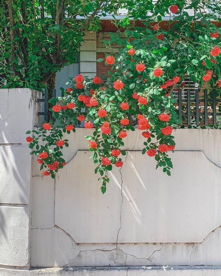 Good morning Afghanistan صبح بخیر افغانستان