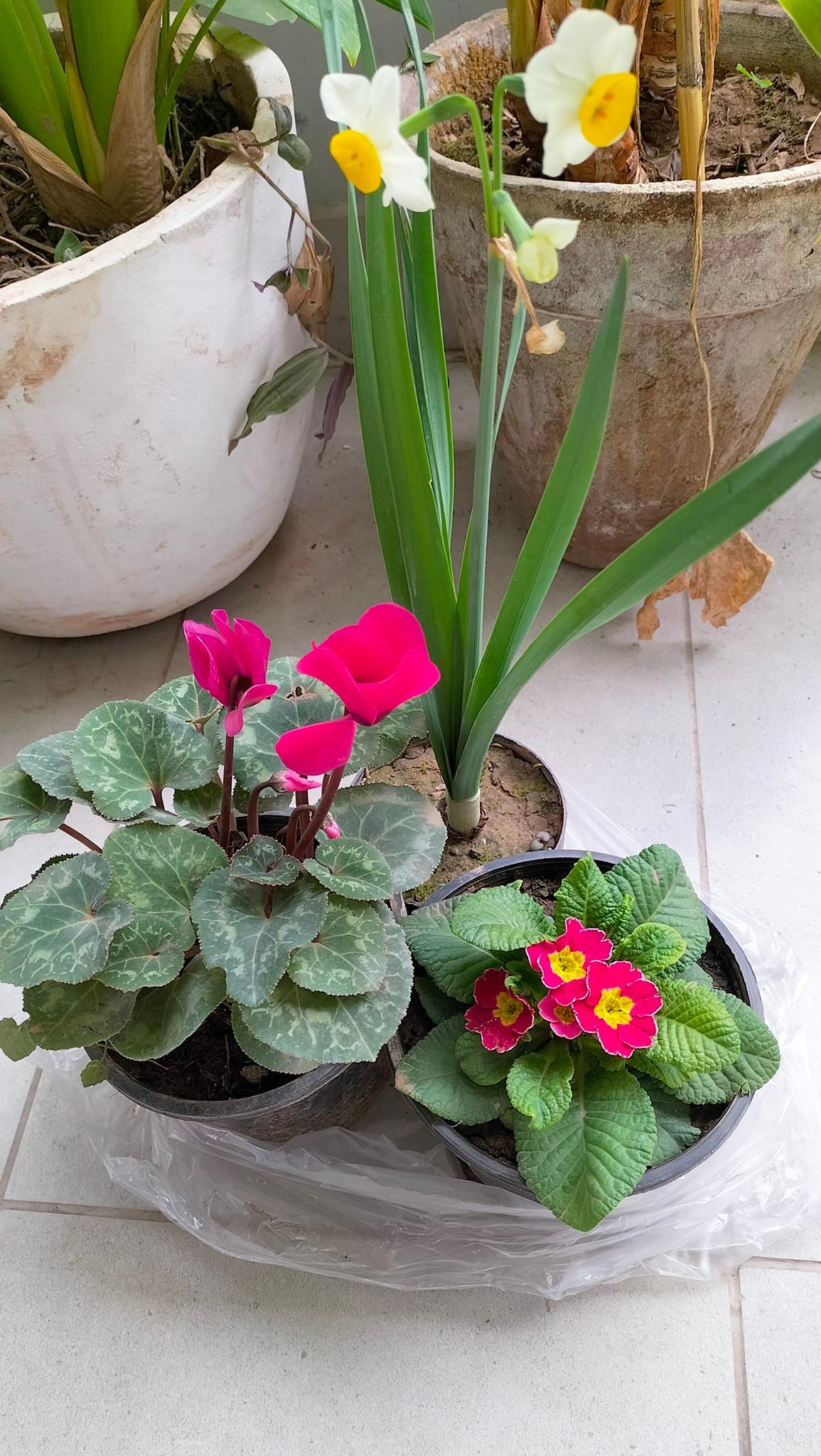 نام این گل‌هایی که در تصویر می‌بینید نرگس و پامچال (Primula) و سیکلامن فارسی (cyclamen persicum) است. باور ندارید، گوگل کنید. چشم نرگس به شقایق نگران خواهد شد.... گل پامچال، بیرون بیا، فصل بهاره، موقعه کاره معادل فارسی سیکلامن هم، به خاطر گل‌های سرچپه‌اش، گل نگونسار (نُکسار) بود که فکر کنم همان سیکلامن، زیباتر است. ما را تیر از فارسی. امشب آرجانتین دروازه کرواسی را سه دفعه تخته کرد. نر واری بازی را برد. خوش شدم. از مسی قد پخچ باهوش هم سخت خوشم میایه. رقم یگانتا، تک خور و پوک و بچه ننه نیست. بهرحال، امروز کاسه چشمهایم درد میکرد. بخیالم تاثیر تمرینات برنامه نویسی و آنالیز دیتا بود که زیاد به مانیتور نگاه می‌کردم. بعد از دو بجه دیگر، بیخیال همه چی شدم و رفتم بایسکل دواندم. زدم به همه دیتاها و سیگنالهای دنیا. یکی از لذت‌بخش‌ترین کارهایی که در دنیا یاد گرفتم این بوده که دنبال لذت باشم. برای مثال، همین بایسکل دواندن شاید در نگاه اول، تنها بایسکل دواندن باشد، اما آیا با چشمِ بسته، بایسکل دواندید؟ لعنتی، اوج لذت است این کار. این فکر وقتی به ذهنم رسید که لذت تایپ کردن با کیبورد وقتی است که نه به صفحه کلید نگاه کنی و نه به مانیتور. وقتی که میشود بدون نگاه کردن به مانیتور و صفحه کلید تایپ کرد، پس میشود چشم بسته هم بایسکل دواند. شاید این قیاس من در نگاه اول شامل قیاس‌های مع‌الفارق شود، اما لذتی که در این کار برایم است، بسیار بالاست. یک چیزی شبیه شخم زدن تمام لایه‌های مغز است. همو رقم که نانبای، کنجد را سر خمیر، پاش میدهد، دوپامین است که به تک‌تک سلولهای مغز، پاشیده می‌شود. وقتی که چشم بسته، رکاب میزنم، حتی لذت را در داخل مویرگ‌های دماغ و بینی‌ام حس میکنم. اکسیژن را چون آب می‌بینم و احساس سبکی میکنم و انگار در لذت، شناور باشم. از جمله کارهای دیگری که احساس لذت‌ام را به اوج می‌رساند، لمس پرهای زیر گردن خروس است. یا مکیدن شیر از پستان موی‌دار بز. من می‌دانم یک روز در حال لذت بردن، از این دنیا میروم. در اوج خوشی، در حالت چرخیدن چشمهای بسته در کاسه سر، جناب عزراییل را می‌بینم که به شانه ام میزند و می‌گوید: رفیق جمع کن که بریم، ویزایت آمده. این دنیا دیگر برایت کوچک است. بریم اون دنیا. اونجا لذت را ببین. اینها که سوسول بازی است.... بریم جیگر، بریم داداش.. بریم که داره شب میشه... ساجق داری؟ چشم نرگس به شقایق نگران بوده و هست....