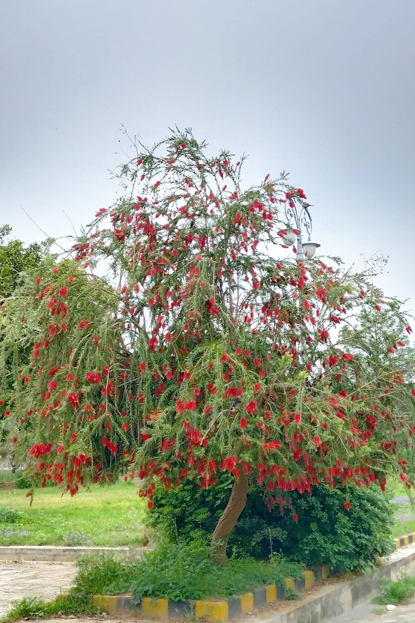 گاهی فکر میکنم هیچ حرفی برای گفتن به هیچ کسی ندارم. خیلی وقت است که حساب روزهای ماه و هفته و سال را ندارم. ساعت به دستم نمی‌بندم و فقط به همین صبح تا شام فکر میکنم. در همین زلزله اخیر، آخر از همه از خانه برآمدم و سلانه سلانه و آرام و بیخیال و آهسته به پارک رفتم، موقع برگشت به خانه، پسرم می‌گفت: بیا چند دقیقه دیگر هم در پارک بمانیم. ممکن دوباره پس لرزه اتفاق بیافتد. من گفتم: مگر آدم چند بار می‌میرد؟ یکبار که بیشتر نمی‌میریم. بیا خانه برویم. هر چی شد شد. پسرم با عصبانیت دستش را از دستم پس کشید و گفت: چی میگی پدر! من هنوز خیلی آرزوها دارم که میخواهم به آنها برسم. من نمیخواهم حالا حالاها حتی به مردن فکر کنم. با این حرفش، انگار یک چیزی در ته دلم تکان خورد. یک چیزی شبیه تکان خوردن آن ببر سرکش و زندانی در کارتون کونگ فو پاندا که در یک چاه تاریک و نمناک در یک زندان دوردست و متروک به غل و زنجیر شده بود. احساس کردم چطور میشود که انسان از مرگ نترسد؟ یا از قبل مرده یا امیدی به بعد ندارد و یا کلا فیوزش پریده و خاموش و خنثی است. ولی من که خیلی امیدها دارم. خیلی کارها است که نکرده‌ام. حالا لازم نیست که همه را اینجا عنوان کنم. هزار باده‌ی ناخورده در رگ تاک است.... هنوز .... از آن روز تا الان، کارم شده گَردگیری از آن احساسی که آن شب در وجودم تکان خورد. شبیه روشن کردن دوباره‌ی آتش از میان خاکستر یخ زده‌ی دیشب بدون کبریت و آتش. هی دارم فوت میکنم و به دنبال کورسویی از شعله و حرارت میگردم. آنقدر فوت کرده‌ام که حلقم خشک شده و سرم درد گرفته است. اما مطمئنم میتوانم دوباره با این آه‌های بی‌دَم و دود و آن امیدهای واهی و ناواهی آتشی برپا کنم و گرم بیایم. این خاکستر سرد، این سیمرغ سرکش، این سودای سوت و کور، دوباره باید در وجودم جان بگیرد و گُل کند. این بهار اگر مرا از خودم نرویاند، بهار نیست. من هم شبیه این درخت میخواهم به حالت Full Bloom گُل کنم و سرسبزترین بهار زندگی‌ام را در آغوش بگیرم و آنگاه اگر بمیرم هم میتوانم بگویم به تخمم هم نیست...... لب آب و می ناب و دلبر نیکو سرشت ای به تخم‌ام که نرفتم به بهشت...