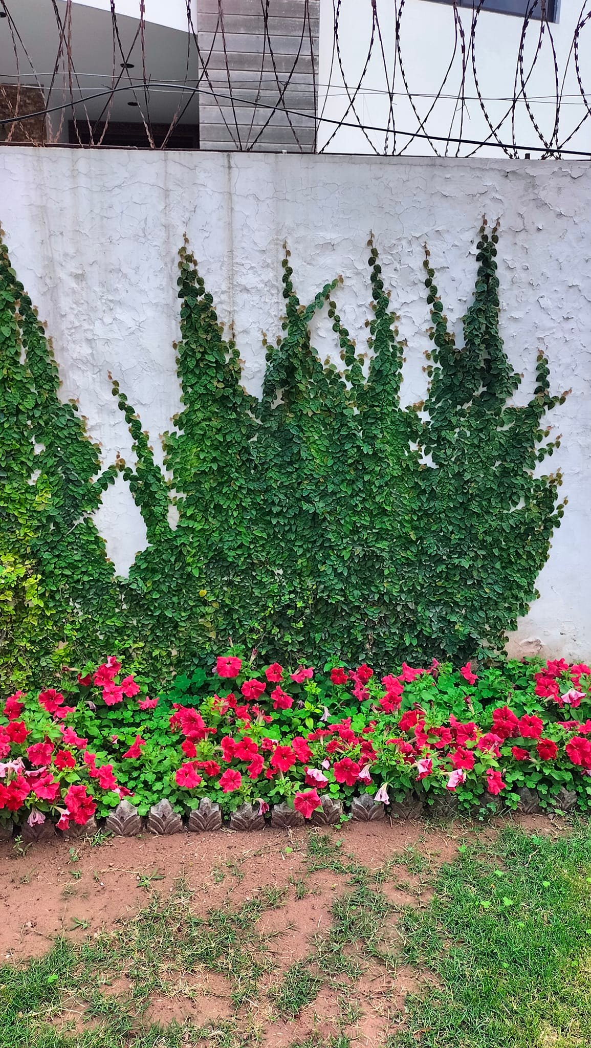 به توصیه دوست و رفیق خوبم، دارم مدیریت پروژه به سبک گوگل را می‌خوانم. یک دوره که اگر جَمپ‌ها را بگیرم و نرمال و آهسته، بیت‌‍ِ خود را بخوانم و پیش بروم، شش ماه طول می‌کشد و اگر جان را تلخ کنم و با گوپس‌گوپس آهنگ Modern Taking و Ariana Grande ریز بتم و تیز بروم، شاید در یک و نیم الی دو ماه خلاص کنم. یک زمانی، وطن و افغانستان برایم معنایی نداشت جز داستان‌هایی که از زبان پدر و مادرم می‌شنیدم. مادرم زیاد حرف نمی‌زد و می‌گفت: بلا به پس افغانستان، ایران خوب است، دوا است، داکتر است، برق و روشنایی است. در کالا شویی بی‌غم استی، زمستانها، آب و گل نیست، سرکها پخته است و سوخت گاز است و از دود آتش و خاکشتر باتَک تندور خانه، خبری نیست. مردهای خانه هم ایرانی‌ها را دیده، نسبت به وطن، خوش خوی‌تر شده‌اند. خوی و خاصیت اینها در وطن سگ‌واری بود. کجا خنده مرد خانه را می‌دیدیم؟ مرتکا، فقط پشت بهانه می‌گشتند که زنهایشان را لت کنند. پدرم می‌گفت: قربان افغانستان شوم، مسلمانی همونجا بود. زن که از گفت نمی‌شد، سوته چوب را می‌گرفتی وار میکردی. می‌زدی، خون و خیلیم‌شان یکی می‌شد، کی جرات داشت پیش بیاید؟ اینجا اندک گپ بزنی، دادگاه و پاسگاه و پولیس است. و باز قصه از شجاعت‌ها و دلاوری‌های دوران عسکری خود میکرد. تا که بعدها از کاکای کلانم خبر شدیم که پدرم به خاطر وضعیت دستهایش، مُعافیت گرفته و اصلا عسکری نکرده و بیشتر آن قصه‌ها را لاف میزند. اما خدایی قشنگ تعریف می‌کرد. مخصوصا وقتی اصطلاحات «تولَی مِشر» و «قومندان» و «پِشک» و «کَندَک» و «عسکر گریزی» و پَیرَه‌داری شبانه و نعره‌ای که وقت گفتن «دِرِش» به معنی ایست را با هیجان خاص‌اش می‌گفت، خیلی کیف می‌کردیم. یا قصه میله نوروز و گل سرخ و چار باغ سخی را می‌گفت و صانه‌ (صحنه و کنسرت) های قمرگل و رُخشانه را فریم به فریم تعریف می‌کرد. اما باور به خدا کنید روزی که در سال ۸۳ رفتم مزار شریف و زیارت سخی، فهمیدم یا چیزی از آن زیباییها نمانده، یا پدرم پیاز داغ قضیه را زیاد کرده بود. غیر از سگهای ولگرد اطراف و پوچاقهای تربوز و خربزه در داخل حوضهای روضه، با وضعیت افتضاح تشناب ها و انواع دریوزگی‌ها، کدام خاطره خوشی ندارم. گاهی با خودم فکر میکنم، اگر ما مهاجر نمی‌شدیم، چی میشدیم؟ با آن همه خشونت و خشم نظامی رقم که ما از بزرگان خود شاهد بودیم و ناخودآگاه به ارث برده‌ایم، و به تبع آن تخلیه آن تحقیرها در محیط خانه و خانواده، که هنوز رگه‌هایی از آن، در من هم وجود دارد، (مثلاً به اولادها میگویم بخه یک گیلاس آب بیاور) اگر چه تا به‌حال از گفتم شده‌اند و بی‌گفتی نکرده‌اند، اما بعد خیلی خودم را نهیب میزنم که رضا بچش، چرا خودت نمیخیزی و آب نمی‌گیری؟ که اولادها را توش می‌کنی؟ اینها که مزدور و نوکر تو نیستند. یا شب به همه میگویم هله دندانها را بشویید و بخوابید و بعد خودم دندانهایم را نمی‌شویم، خیلی شرمنده می‌شوم. تصمیم گرفتم یعنی تصمیم محکم گرفتم که از این فرصت استفاده کنم و روی روابط خودم با خانواده زیادتر دقت کنم تا اگر کار اساس و خوب و قابل تحسینی انجام ندادم، اقلا، کار اشتباه و غیر اصولی هم نداشته باشم. هر چه باشد، چند نفر نسل جوان آینده، در خانه داریم و ما امانت‌دار آینده می‌باشیم. اینکه قبلاً با من چه برخوردی شده، مربوطِ گذشتگان است. مهم این است که حالا من چه میکنم؟ آیا انتقام بزرگان را از کودکان خود می‌گیرم و یا شبیه مهندس‌ها و جنتلمن وار، با بررسی ابعاد زندگی، افکار و رفتار و گفتار درست و مناسب را انتخاب میکنم و نتیجه را پنج ده سال بعد شاهد خواهم بود. زیربناهای شجاعت، اعتماد و عزت نفس، باید از استوارترین‌ها باشد. از این پس در خانه، نمی‌خواهم کون گیرَنگ (تنبل) باشم و از کسی گیلاس آب طلب کنم. دندانهایم را هم هفته‌ای دو بار با خمیر دندان و مسواک خواهم شست. اگر چه هر روز، با کِلکهایم می‌شویَم. و نسبت به مسواک، تئوری توطئه دارم و فکر میکنم داکترهای دندان، به خاطر منفعت خودشان، میگویند روزی دوبار، همان هفته دو بار هم بس بس است و بیشتر از آن دهان و دندان، می‌شارد. تا قبل عید، چند گلدان گل سبک و سنگین آماده کرده‌ام برای تحفه دادن، گل هدیه می‌دهم و این یکی از لذت بخش ترین کارها است. خوشحال و شاد و خندانم. قدر دنیا را می‌دانم.