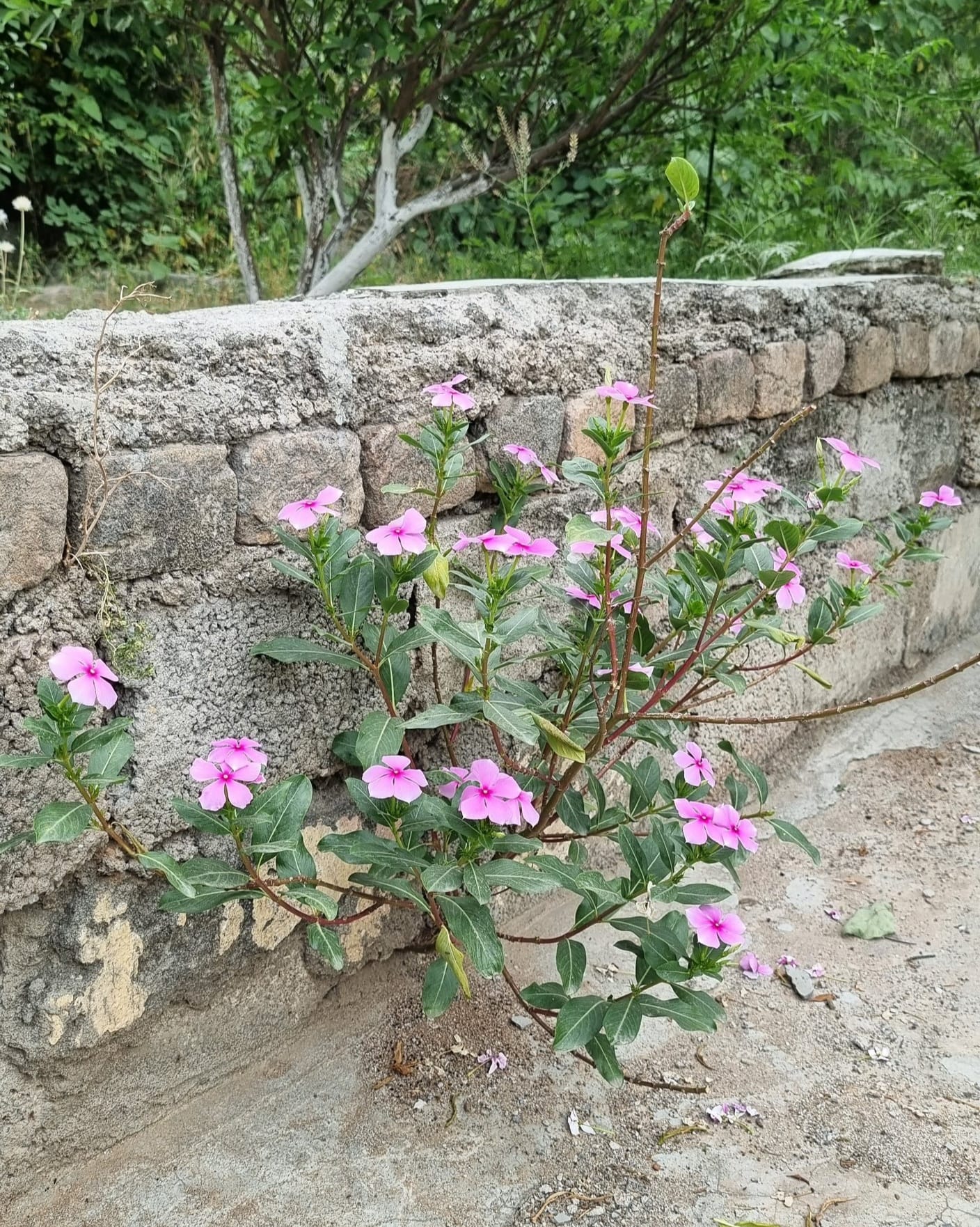 دیروز این گل پَریوَش را دیدم که برای خودش، خوش و خرم و خندان بود. یاد این شعر از سعدی افتادم و ادامه دادم: ای یار جفا کرده‌‌ی پیوند بریده یک همچو گلی بر سر دیوار که دیده؟ یک روایتی بود از بزرگان قدیم که اگر آدمی هر سال تنها یک مسئله را یاد بگیرد، بعد از چهل سال می‌شود چهل مسئله و اگر کسی چهل مسئله را بلد باشد و به کار بندد، فیلسوف است. این روزها، هوا و فضا چنان راکد و یکنواخت و آرام و شبیه هم است که حساب روز و ماه و سال و مخصوصا شبهای جمعه از دستم در می‌رود. یکشنبه‌ها شده جمعه و دوشنبه اول هفته است‌. ملت همگی تا ساعت ده خوابند و اگر صبح‌های زود از خانه بیرون بیایم به غیر از صفاکاران شاروالی و خدمه‌های ویلاهای شخصی و البته کودکان دبستان، کسی را در روی سَرَک(جاده) نمی‌بینم. شعرهایی که بلد بودم را باید از اول آپدیت کنم. مثلا قبلا میخواندم: شنبه شروع هفته‌ است وقت تلاش و کاره یکشنبه و دوشنبه هر کسی کاری داره حالا با دوشنبه که شروع هفته است، جور در نمی‌آید و وزن شعر و چرخ ذهن، لنگ می‌زند. مسئله‌ی اساسی امسال‌ من چیست؟ آیا باید حتما مسئله‌ای داشته باشم؟ آیا می‌شود به همین منوال که پیش آمده‌ام، ادامه بدهم؟ ساعت‌های بیولوژیک بدنم، کارشان را خوب بلدند، ساخت جاپان است.... هر چه پیش آید خوش آید. از خودم پرسان میکنم سوای همه مسئله و سوال و فیلسوف بازی، از صد غنچه زندگی‌ام، چند تایش باز شده؟ فعلا باید باتری‌هایم را در زیر نور آفتاب شارژ کنم. فصل‌اش که برسد، خود بخود جوانه خواهم زد. فصل‌اش که برسد.. دوست دارم در میله گل کچالو (جشن گل سیب زمینی)، در بامیان باشم و جوانه بزنم. دمای ۲۰ درجه سانتیگرادش با تو، رطوبت ۴۵ درصدش با من. به رویاها و خیال پلوهایی که میزنم، وفادارم.