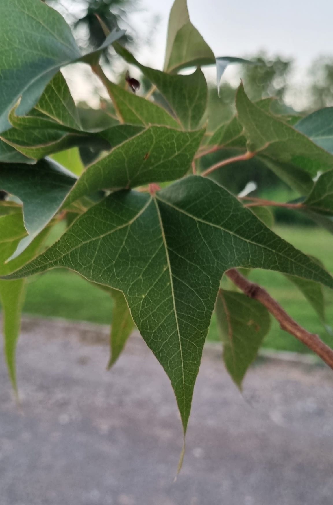 یک نکته‌ای از دوران سبزی فروشی یادم آمد. سبزی خوردن: تره (گندنه)، شاهی، تربچه (مولی سرخک)، ریحان سبز، ریحان بنفش، پیازچه (نیش پیاز)، مرزه و ترخون. سبزی آش: تره، اسفناج (پالگ)، گشنیز، جعفری. سبزی پلو: تره، اسفناج، گشنیز، جعفری، شبید. سبزی کوکو: تره، اسفناج، گشنیز، جعفری، شبید، سیر تازه. سبزی قورمه: تره، اسفناج، گشنیز، جعفری، شنبلیله. سبزی ترشی: مرزه، ترخون، جعفری، شبید. همه اینجا به شکل Package است. همگی با هم فروخته می‌شدند. در هر کدام، یکیش کم می‌بود، مشتری با علاقه خرید نمی‌کرد. فروختن به شکل Package، هم به نفع خریدار است و هم به نفع فروشنده. پکیج‌ها را در جاهای مختلفی میشود دید. یکی از بهترین پکیج‌هایی که دیدم، پکیج هفت‌ میوه نوروزی بود. کشمش سیاه و زرد، بادام، پسته، چارمغز، غولینگ (زردآلو خشک)، سنجد. البته اوایل سنجدهایش ضد حال بود. اما اگر یکبار عاشق سنجد شوید، دیگه دل کنده نمیتوانید. امروز میخواهم دوباره هفت میوه درست کنم. هزار و یک خاصیت دارد برای هزار و یک شب زندگی.