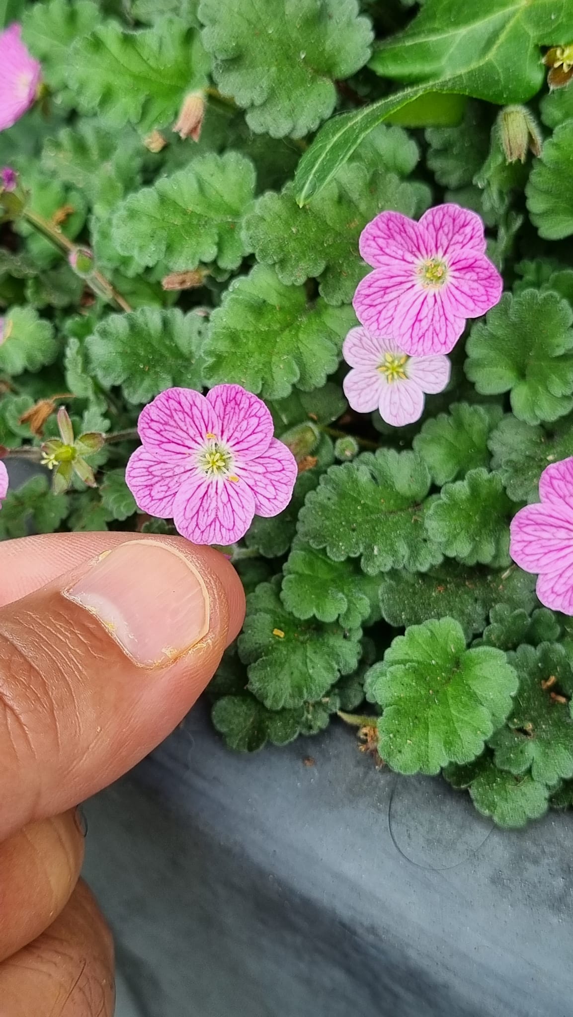 من وب سایتهای خبری زیادی را کار کردم. از goodnews.af گرفته تا shinwari.org خدای خبرگزاریهای جهان هم که باشی، از یک سن و سالی که بگذری، میفهمی فقط یک خبر در دنیا بیشتر وجود ندارد. Where are you now? تو بزرگترین سوالی... دوست دارم جواب این سوال بی زوال همیشه این باشد: In your hug. در آغوش تو..