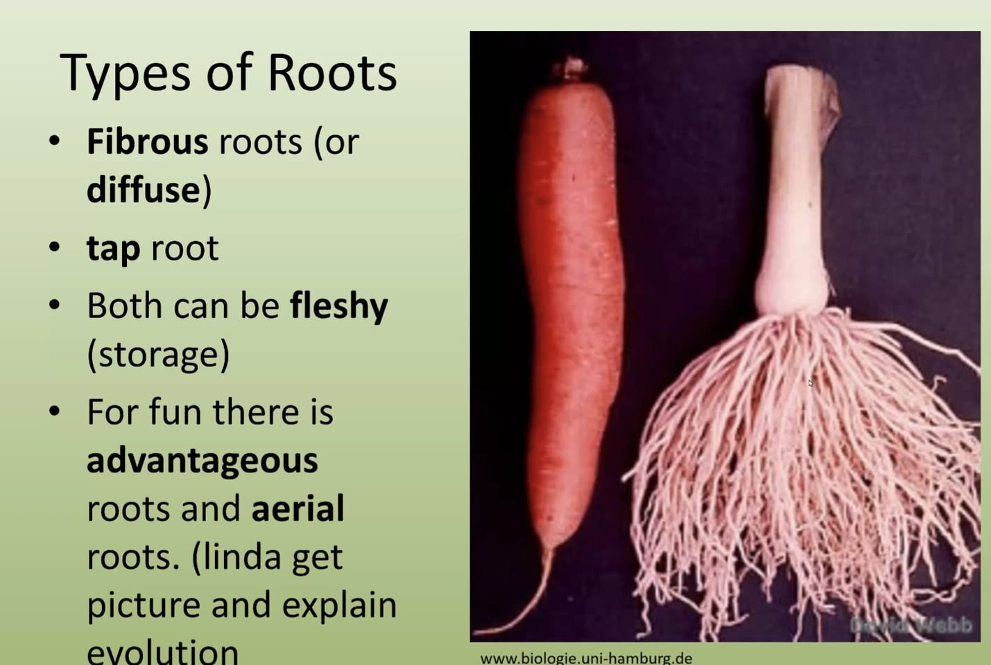 چند شب قبل سر کلاس آنلاین Master Gardening حاضر شدم. حالم خوب نبود. گوشی موبایل را به همراه یک بسته دستمال کاغذی و یک کمپل و یک ترموز آب جوش و یک گیلاس ورداشتم و در یک اتاق تک و تنها نشستم و بچه‌ها را گفتم یک قلم و کتابچه هم به من بدهند. درس سر ساعت شش و نیم شروع شد و فیکس تا ساعت هشت شب، استاد مربوطه درس داد. بدون اینکه لحظه‌ای وقت را هدر بدهد یا بخواهد وصیت و نصیحت کند، یک ریز درس داد. خوشم آمد، کیف کردم و تمام خاطرات شیرین دوران تحصیل بیست و پنج سال قبل دوباره زنده شد. چند جمله انگلیسی کشاورزی و شاعرانه و قافیه دار و به درد بخور هم یاد گرفتم که نه فقط در این کار که در سایر کارها هم به دردم میخورد. مثل: Good root, good shoot Good food, good mood Flower to Fruit اما این جمله گود روت، گوت شوت توانست اندکی از سردرگمی‌ها و علامت سوالهایم را جواب بدهد. بعد از آن هم types of roots & type of shoots را متوجه شدیم. خوبی علم این است که طبقه بندی و نظم دارد. بدون نظم و بدون کتگورایز کردن، مثل انباری است که هر چیز را گد و ود در آن بندازیم و موقع نیاز، پیدا کردن آن قیامت است. دیروز چند پیاز گل نرگس را در باغچه کاشتم. این هفته باز میخواهم در حیاط کوچک خانه، صد پیاز گل لاله بکارم. سرمای خوب، باعث تحریک و بیدار شدن جوانه‌ی گل در لاله‌ها میشود. فعلا یک نمایشگاه کوچک خانگی از گل لاله درست میکنم. تا باشد که کار در حد فستیوال برسد.