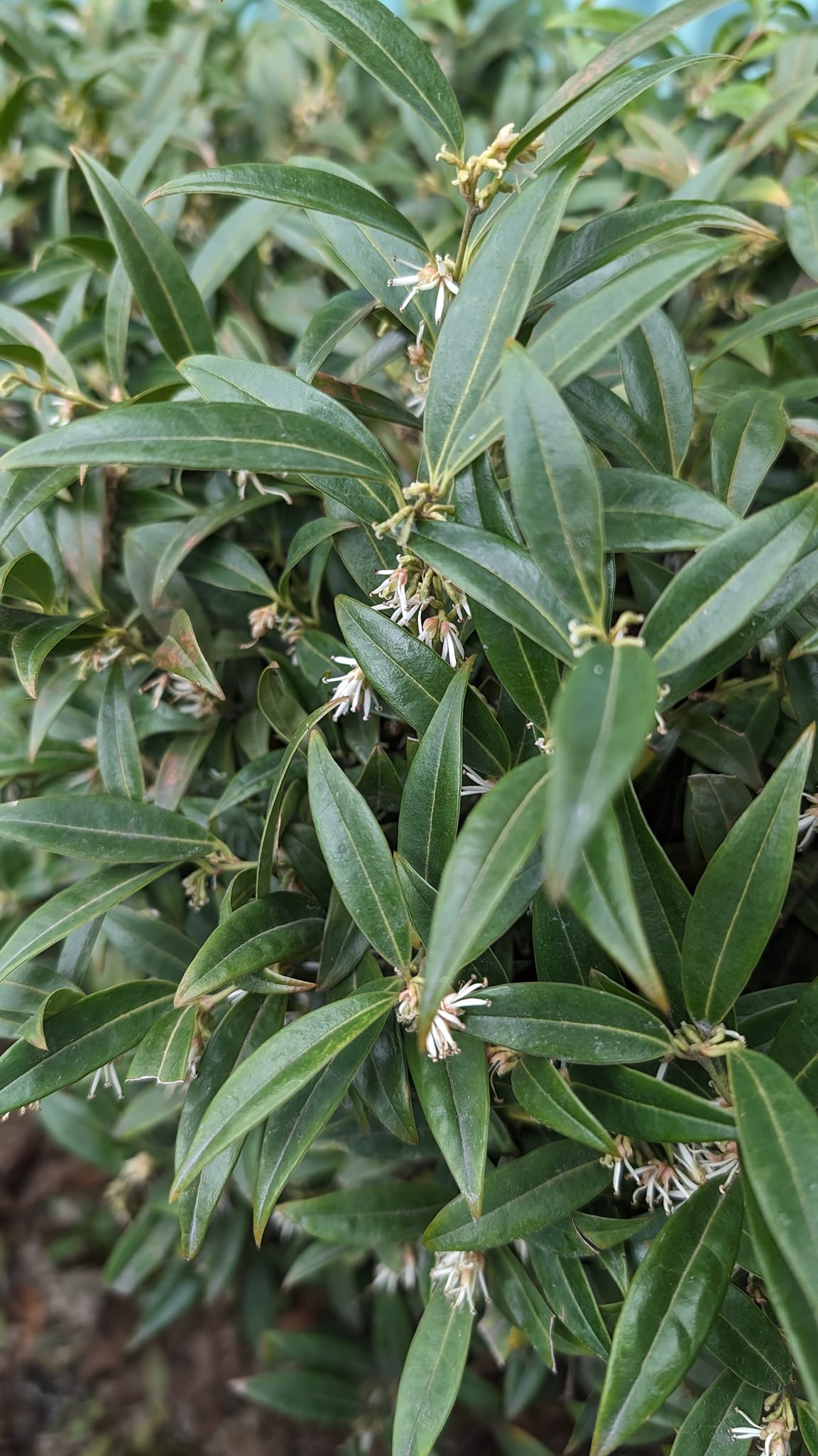 این یک گونه از شمشاد به نام Sarcococca است. گل‌های سفید و ریز و بسیار خوشبویی دارد. معمولا در سایه رخ دیوار هم خوب رشد میکند. وقتی که در شب، نسیم ملایم می‌وزد، تمام هوا پر از شمیم شبانه‌ی این گل میشود. این روزها، هر روز صبح، باید قهوه بخورم تا گیجی خواب از سرم بپرد، چای جواب نمی‌دهد. هر روز قرصهای امگا ۳ و ویتامین D را باید با کمال میل بخورم تا حالم کمی مثل حال آدمیزاد باقی بماند. در مرکز تفریحی محل سکونتمان هم ثبت نام کردیم و از امکانات حوض آب‌بازی و جیم و رقص و ورزشهای رزمی تا یکسال به طور رایگان میتوانیم استفاده کنیم. بهار در راه است و سال ما نو میشود. به یاد شعر قدیمی استاد خلیلی می‌افتم که سالهای خیلی قبل سروده بود: گویید به نوروز که امسال نیاید.... تا چه وقت باید صبر کنیم تا واقعا آماده باشیم که از نوروز استقبال جانانه کنیم؟ بیخیال وطن و اخبار وطن هستم. بیخیال سرزمین و زادگاهم. فقط دارم برای خودم می‌چرخم. میان پارکها و درختان، میان کوهها و جنگلها. در زیر بارانهای خیلی ریز و آسمان مه آلود. تا چند کنی قصه‌ی اسکندر و دارا ده روزهای عمر این همه افسانه ندارد... امروز، در کانادا، ساعتها را یکساعت به جلو کشیده بودند. به خاطر Daylight savings، از شب قبل باید ساعت دیواری را یکساعت به جلو می‌کشیدم و می‌خوابیدم. حال نداشتم, خوابیدم، صبح حواسم نبود، یکساعت دیرتر به کلاس Master Gardener رسیدم. حالا هم که این مطالب را می‌نویسم، در اتوبوس هستم، غرق نوشتن بودم و فکرم نبود کجا هستم.، دو ایستگاه از مقصدم دور شده‌ام و باید پیاده برگردم. این هفته امتحان آیین نامه رانندگی دارم. هفته‌ی قبل قبول نشدم. هنوز درگیر زمان و صرف فعل گذشته و حال و آینده‌ی انگلیسی هستم. ذخیره‌ی لغاتم خوبتر شده. مثلا می‌دانم زیبایی شناسی به انگلیسی میشود: Aesthetics از اینجا تا خانه را میخواهم بدوم. چندین بچه و دختر آسیایی شیک را میبینم که با هم دارند راه می‌روند. بخیالم میشود که «برچی» لوکس شده است.ای جان!