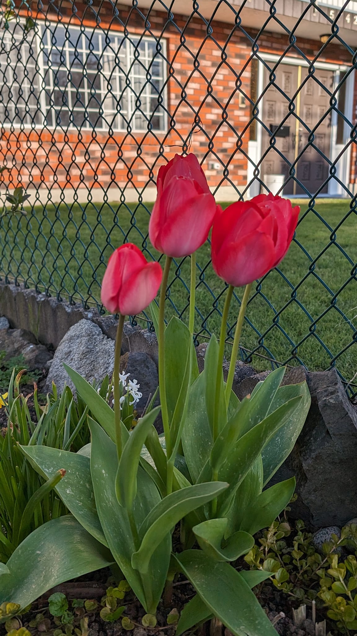اسم این گل، لاله است، Tulip , در فارسی اسم خیلی از دخترها لاله است. اما تا به حال به انگلیسی دختری را ندیدم که اسمش Tulip باشد. از بین کسایی که تا به حال آشنا شدم که نامش نام گل باشد، یکی به نام Rosaline بود که Rosa صدایش میکردند و خیلی به Reza تلفظ میشد. اینجا روزها خیلی ارزشمندند. برای هر روز خود برنامه دارند و من هم کم کم دارم طرز استفاده بهتر از Google Calendar را یاد میگیرم. اگر چه تا به حال دو سه تا جلسه آموزشی و وقت ملاقات را miss کرده‌ام، اما بدون گوگل کلندر نمیشود. بار اولی که با شکل و شمایل تقویم آشنا شدم، شاید کلاس دوم دبستان بودم. در محله ما به نام «جاده نظامی»، یک حمام نمره بود که سرایه‌دار آن یک نفر به نام محمد بود. ما به نام محمد بی بینی می‌شناختیم اش، خیلی بینی پوچوق داشت. اما او خودش را محمد قوماندان می‌گفت و معمولا یک اُوِرکُت پلنگی جنگی می‌پوشید. محمد، رفیق کاکایم بود و زمستانها، هر دوی آنها در کلاسهای نهضت سواد آموزی شرکت میکردند. یک شب برای چای خوردن به اتاقش در حمام رفتیم. می‌گفت کار حمام در زمستان خوب است، اتاق گرم و آب گرم مزه میدهد. اما در تابستان مصیبت است این گرمی. آنجا روی دیوار، یک نقشه افغانستان بود و یک عکس از رهبران جهادی و یک تقویم. من عکس نقشه و عکس مجاهد را قبلا هم در جاهای دیگه دیده بودم. اما تا به حال عکس تقویم ندیده بودم. پرسیدم این چیست؟ گفت این «جَنتَری» است. در افغانستان به تقویم جنتری میگویند. حالا بعد از این همه سال چرا من به یاد آن خاطره افتادم هم خودم نمیدانم. اما این روزها بدون تقویم گوگل محال است بتوانم کارها و برنامه‌ها و اپوینمنت‌ها را مدیریت کنم. تازه، تقویم بعضی‌ها را می‌بینم که آن‌قدر قشنگ و رنگاوارنگ است که از تقویم ساده و یک رنگ خودم بدم می‌آید. گاهی که در دفترها و شرکتها میروم و صفحه مانیتورشان را میبینم، معمولا دو تا تب اول Browser مربوط به ایمیل و تقویم است که همیشه باز است. چند ویدیو دیدم که چطور از تقویم گوگل استفاده کنم. حالا هم دارم فکر میکنم چکار کنم برای خودم، وقتِ اضافه بیارم. نظم و تمرکز و آرامش، خیلی ارزشمند است. من آرامش را دوست دارم. آرامشی که پشت‌اش نظم و تمرکز خوابیده باشد و یک عالم وقت اضافه پیش روی آدم باشد.
