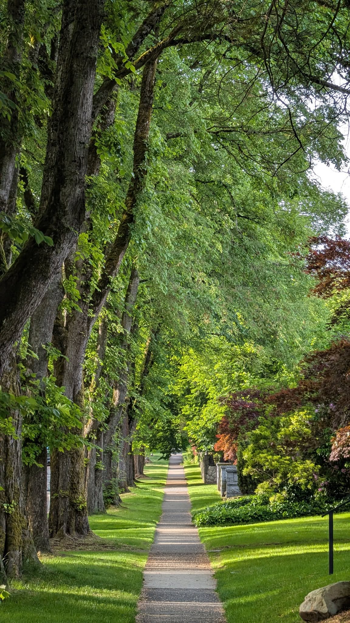 این تصویر یک کوچه در West of Vancouver است. حول و حوش دانشگاه UBC. از جمله محله‌های قدیمی شهر ونکوور است. قدیمی که میگویم یعنی یک جایی شبیه محله لاله‌زار در تهران یا محله مرادخانی در کابل. طبعا مردم آنجا کم از کم، پنجاه شصت سال است که در ونکوور ساکن بوده‌اند. این را از درخت‌هایی که در کوچه کاشته شده و یا از قدیمی بودن بافت خانه‌ها میتوان درک کرد. اما مهمتر از آن سن و سال آدمها و وسایلی است که داخل این خانه‌ها هنوز دارند و استفاده میکنند. در دوران دانشجویی، وقتی تازه با کامپیوتر آشنا شده بودم و بعد از دو سال کار و تلاش مداوم و راهنمایی و همکاری هم‌ اتاقی‌های خوابگاه دانشگاه موفق شدم یکی برای خودم دست و پا کنم، وقتی می‌خواستیم دانش خود را به رخ همدیگر بکشیم، همیشه از آخرین ورژن برنامه‌ها و سخت افزارها صحبت میکردیم. به طور مثال هارد دیسک کامپیوتر من در آن زمان 80 GB, بود و کمتر کسی این حجم از هارددیسک را داشت. اما یکبار شاهد کل کل دو تا استاد کامپیوتر بودم که هر کدام تلاش می‌کردند خود را کهنه‌کار و قدیمی نشان بدهند و گپ به جایی رسید که یکیشان گفت: من یک هارد دیسک دارم 512 MB است. و آن‌زمان حجم یک CD 700 MB بود. و من تازه‌وارد در امر کامپیوتر، فکر میکردم هر چه جدیدتر باشد، بهتر و خفن‌تر است. در حالی که گاهی اوقات برای خفن‌ نشان دادن، تاکید روی قدمت و پیشینه امتیاز بیشتری داشته است. علی ایحال، در ونکوور هم کسانی که در این منطقه شهر هستند، از جمله قدیمیها و اولی‌ها هستند. و نرخ و قیمت زمین و خانه بسیار تفاوت چشمگیر دارد با بقیه جاها. دیروز برای بررسی نگهداری از یک باغ، به اینجا رفتم. صاحب باغ، یک خانم هشتاد و پنج ساله‌ی ژاپنی به نام Masako است که شوهر انگلیسی‌اش حدود پنج سالی میشود که فوت کرده. قبل از آن خودشان در باغ کار میکردند و از آن نگهداری میکردند اما حالا، به خاطر کهولت سن، نمی‌توانند خیلی کارها را انجام بدهند و فرزندی هم ندارند و نیاز است ماهانه یکی دو روز به آنها کمک کنم. اطلاعات گیاه‌شناسی خانم خیلی خوب بود. می‌گفت بسیاری از این گلها و درخت‌ها را خودشان در باغ کاشتند. طبق معمول، طرح باغ هم ترکیبی از سبک ژاپن و انگلیس بود. در خانه‌شان، کتابهای باغبانی ژاپنی و انگلیسی هم بود و بیشتر آنها را مطالعه کرده بودند و مطابق آن در باغشان اجرا کرده بودند. کتابهایی که سال انتشارشان گاهی به ۱۹۵۰ می‌رسید. آنها جاهای زیادی را در دنیا سفر کرده بودند. حتی به کابل و بامیان افغانستان و این برایم خوشایند بود که آنها خاطره خوب از تاریخ و فرهنگ مردم افغانستان دارند. صحبت از کاکا مراد افغانستان یا جناب ناکامورا و موسسه JICA شد و تجربه‌ای که خودم در رادیو تلویزیون ملی افغانستان (RTA) و تجهیز امکانات صوتی و تصویری RTA از حالت آنالوگ به دیجیتال با کمک JICA جاپان داشتیم. پیش خودم فکر می‌کردم، آدم وقتی امنیت ندارد، به تنها چیزی که فکر میکند زنده ماندن و امنیت است. سالها قبل، وقتی من و چندین نفر از دوستانم، ساختمانهای بزرگ و بلند و شیشه‌ای را در دوبی می‌دیدیم، اولین فکری که به ذهن‌‌ام رسید این بود که اگر اینجا انفجار شود که تمام شیشه‌ها فرو می‌ریزد. و رفیقها به شانه ام می‌زدند که چرا باید اینجا انفجار شود؟ اینجا که کابل نیست. امروز و اینجا با اینکه کابل نیست، اما هنوز ته‌مانده‌ و سایه روشن های آن ترس‌های سابق، خیلی کمرنگ، در ذهن من مانده است. اگر جنگ شود چه؟ اگر آتش و خون و دود فضا را پر کند چه؟ چه میشود اگر یک چیزی را در یک گوشه‌ی خانه بگزارم و هشتاد سال از جایش تکان نخورد؟ چه میشود یک نهال چنار یا سرو یا نارون را بکارم و هفتاد سال بعد به آن نگاه کنم؟ فعلا که فقط می‌نویسم. و برای تامین مصارف و مخارج کم‌کم دست به کار شده‌ام. من در این نیمه‌شبها، ردپای رویای خودم را دنبال میکنم. رویای باغ در نیمه شب! با کریمان، کارها دشوار نیست.